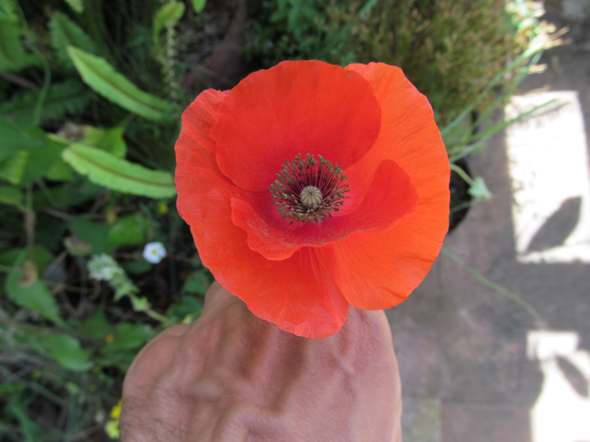 Photo of common poppy (7/12)