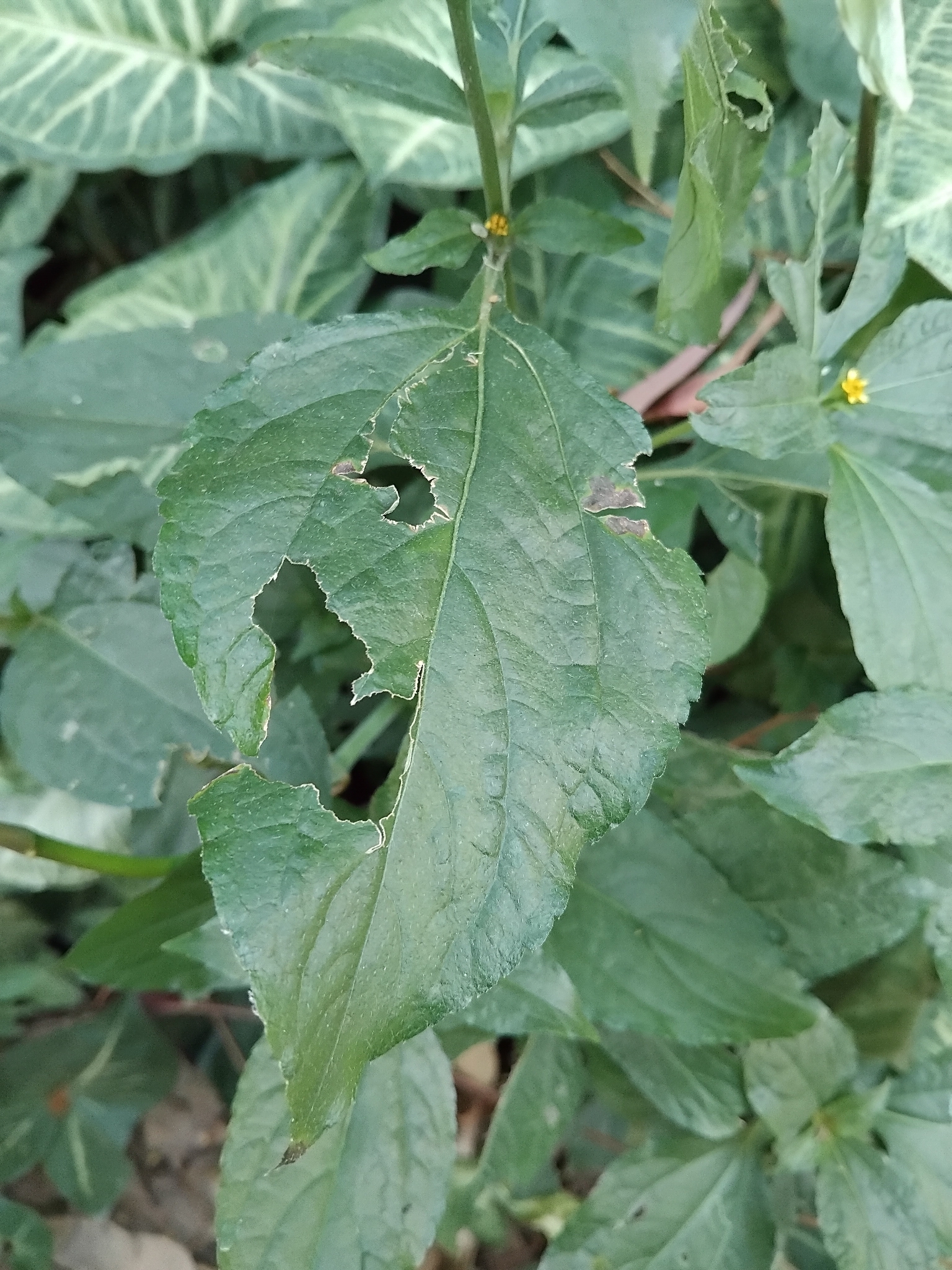 Photo of Synedrella (5/8)