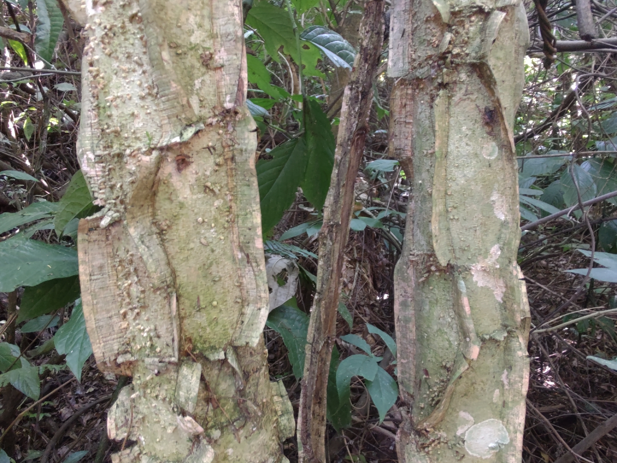 Photo of Piptadenia gonoacantha (3/7)