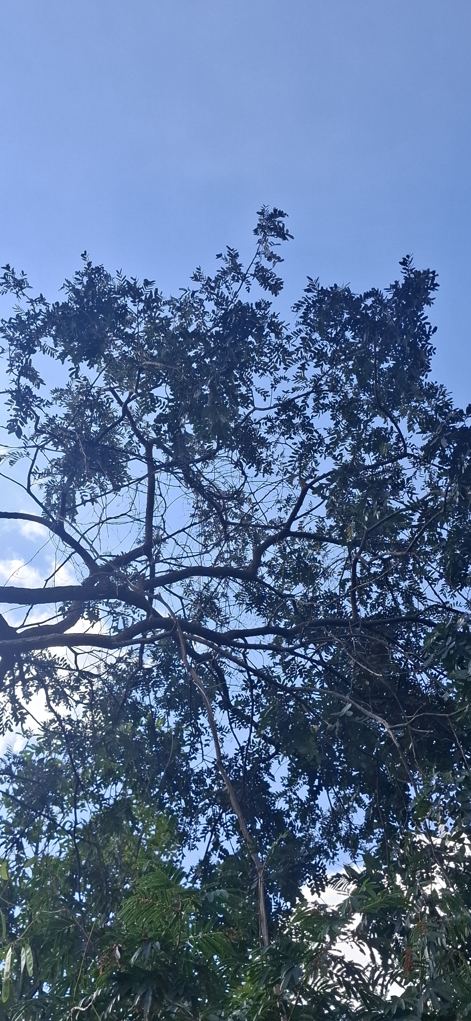 Photo of Platypodium elegans (2/12)