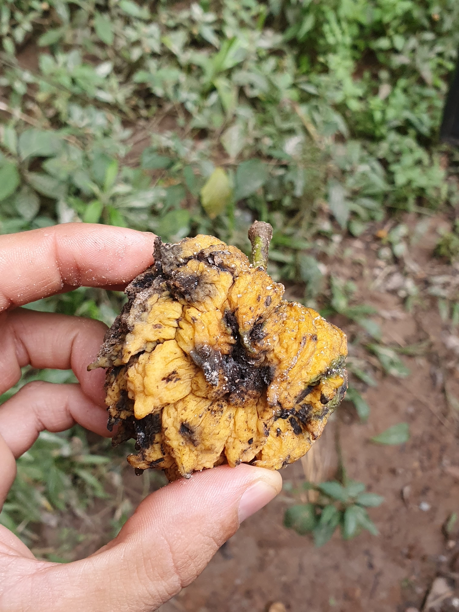Photo of Annona sylvatica (1/12)