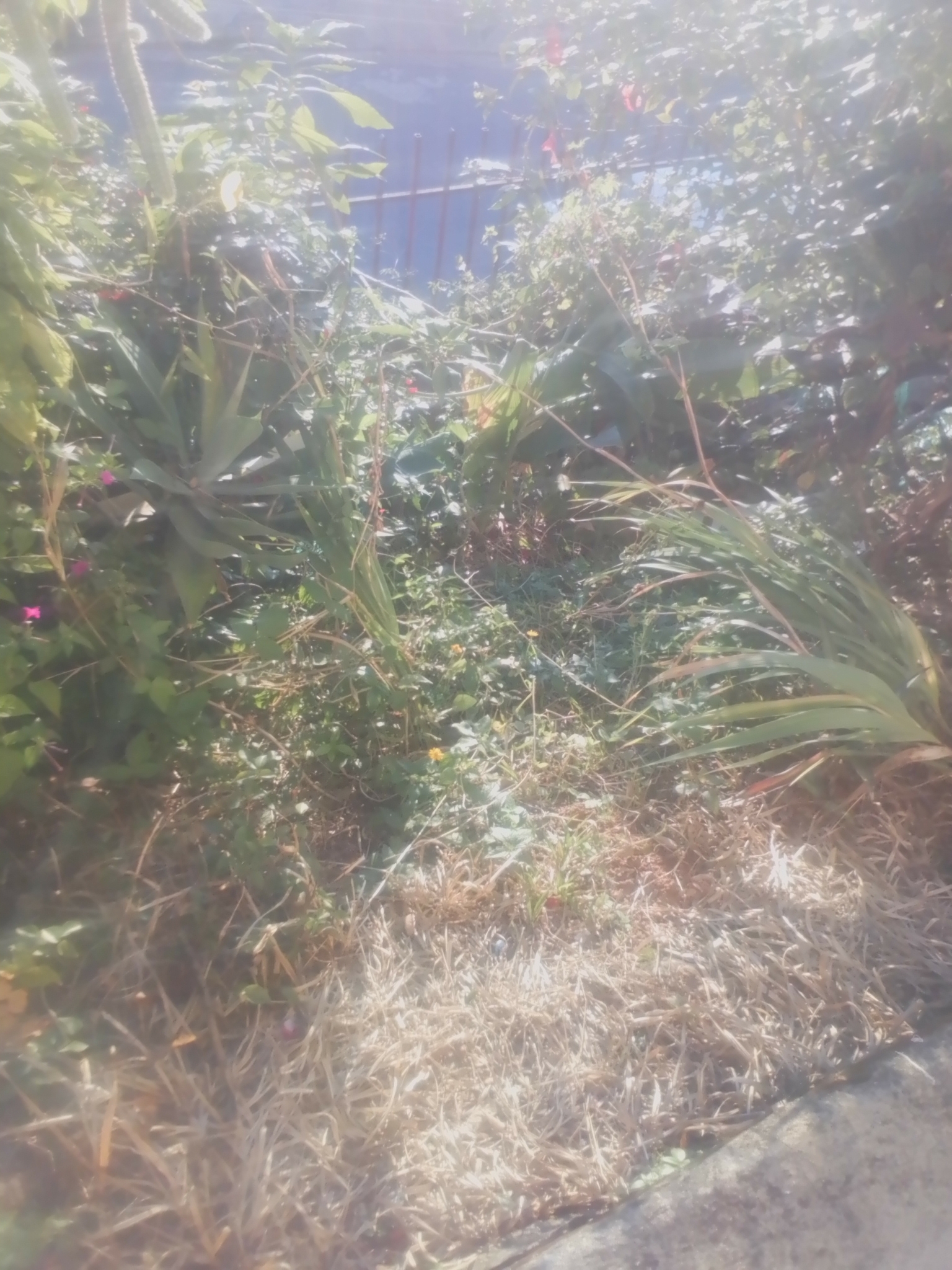 Photo of Red Tasselflower (1/12)