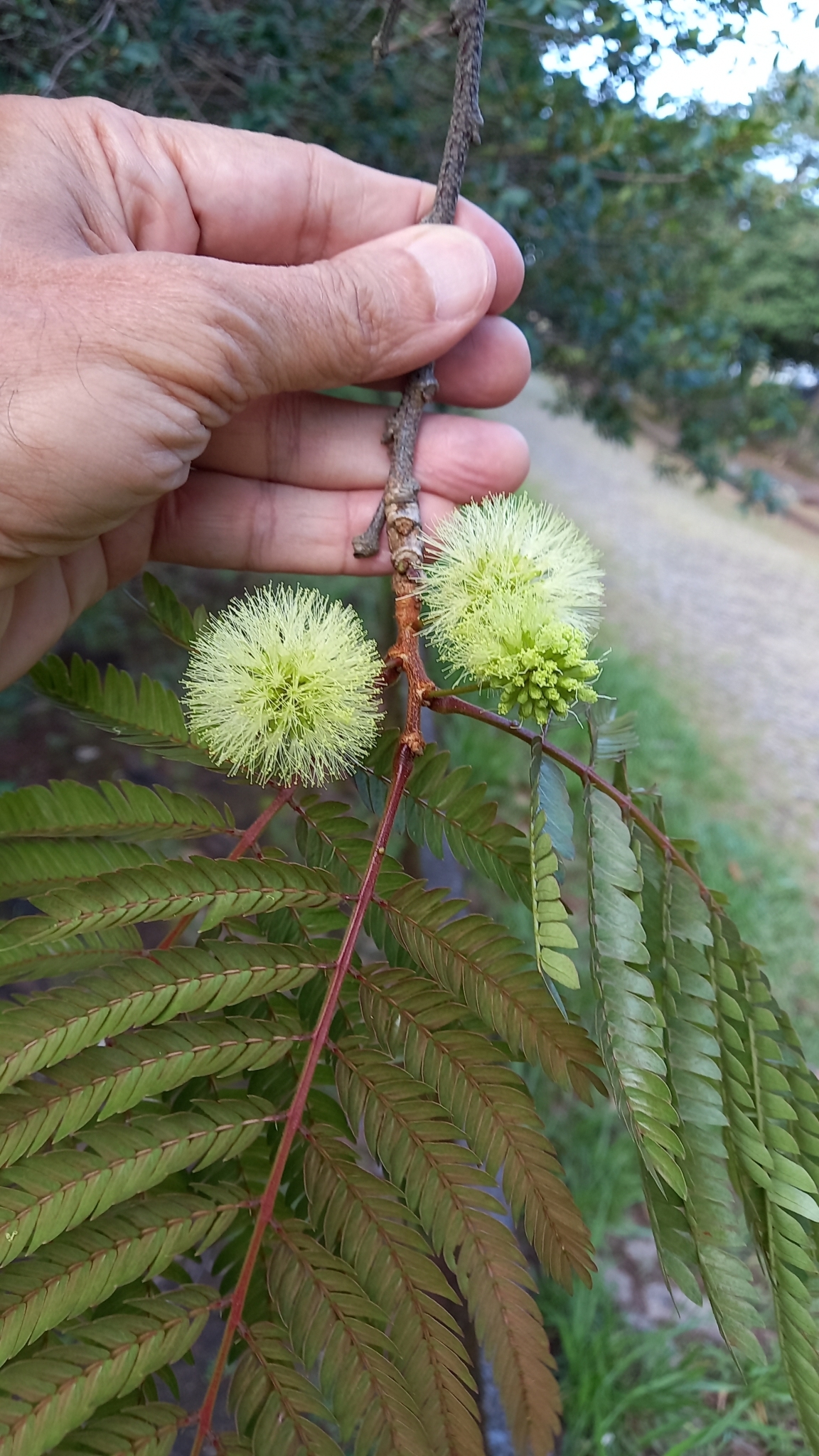 Photo of Mimosoideae (6/6)