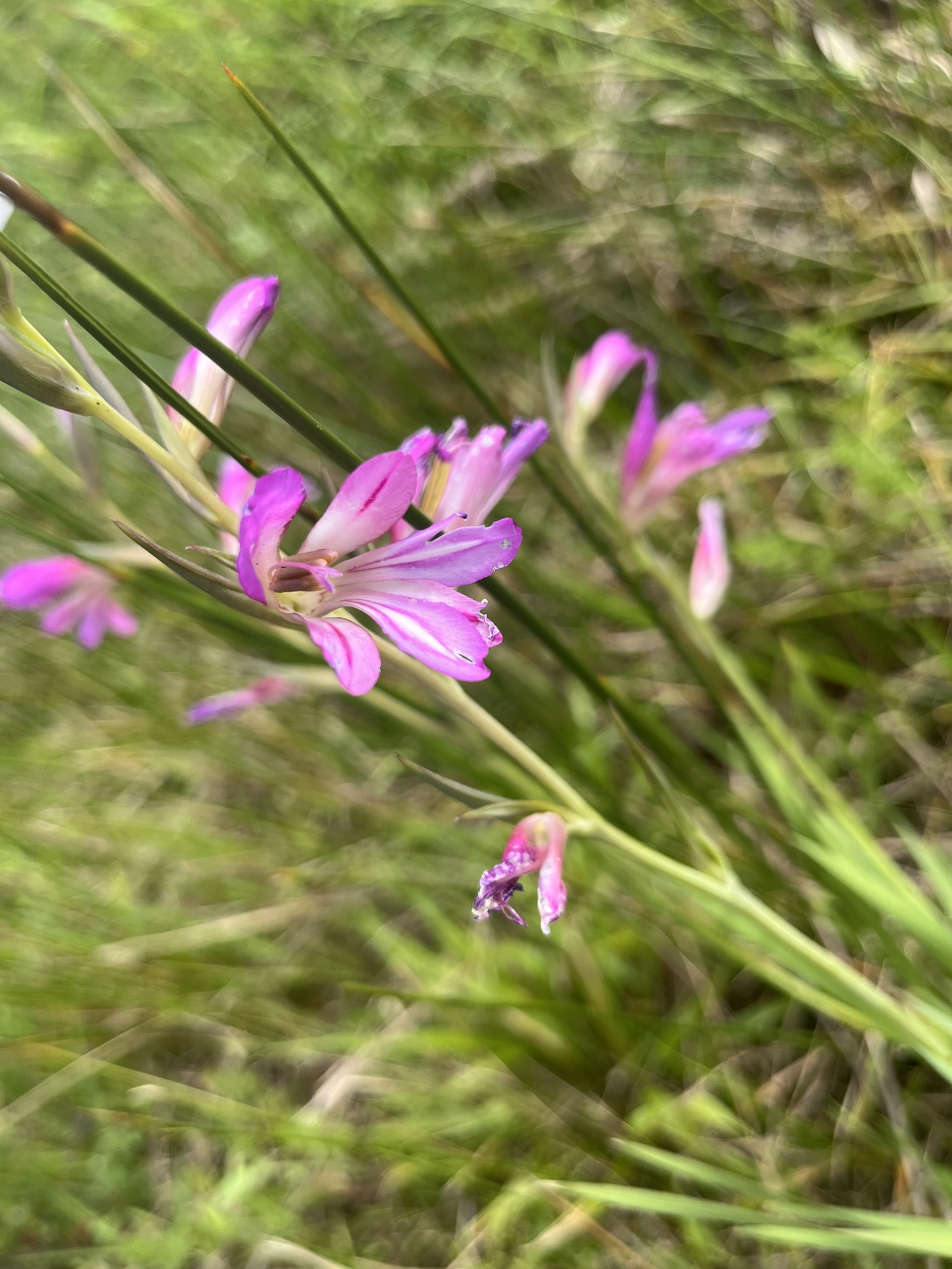 Photo of Field Gladiolus (7/12)