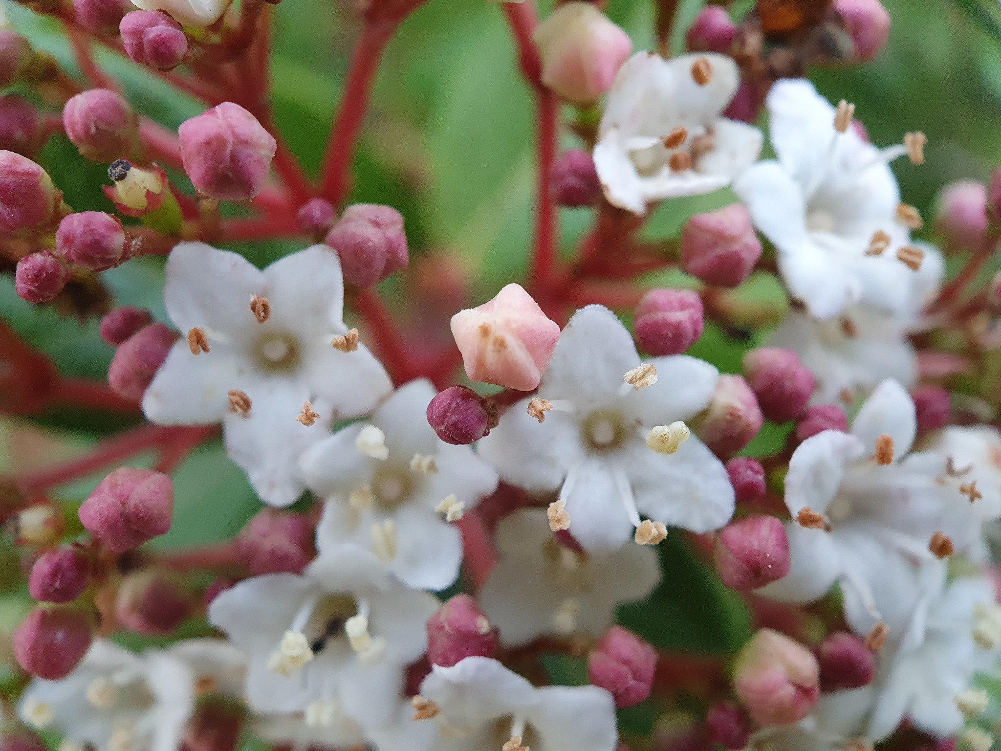 Photo of Laurustinus viburnum (8/12)