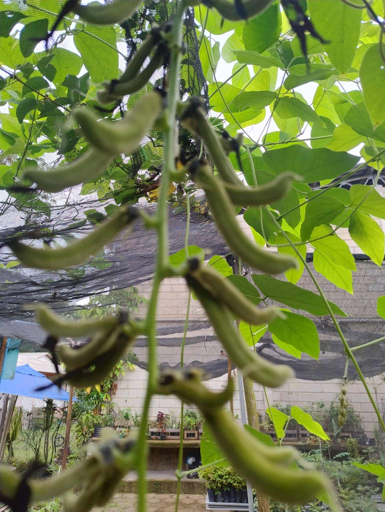 Photo of Velvet bean (5/7)