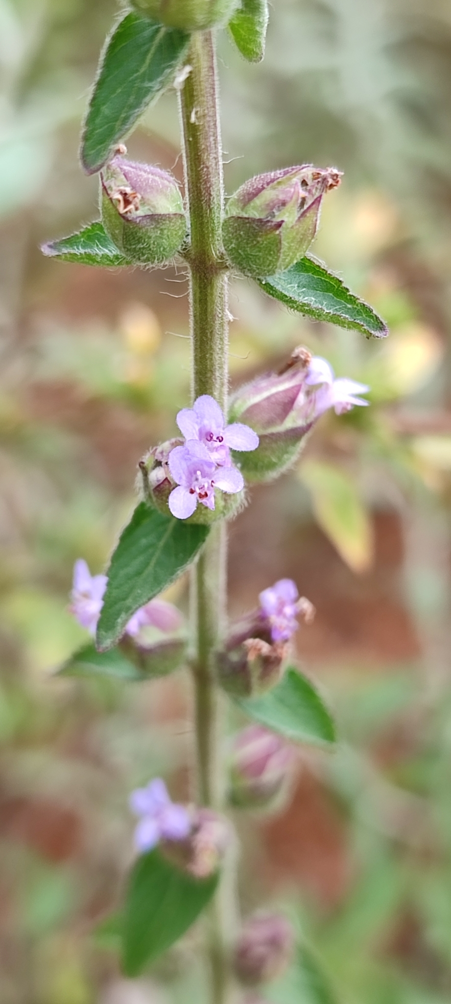 Photo of Oocephalus oppositiflorus (8/12)