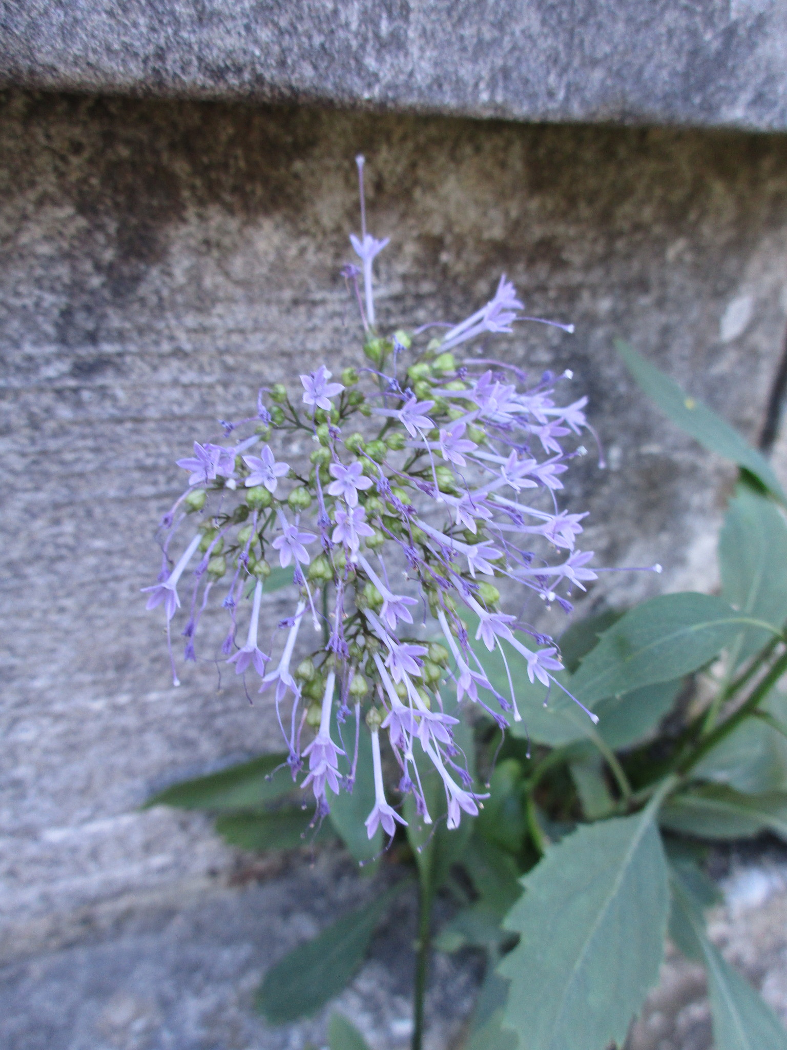 Photo of Throatwort (5/12)