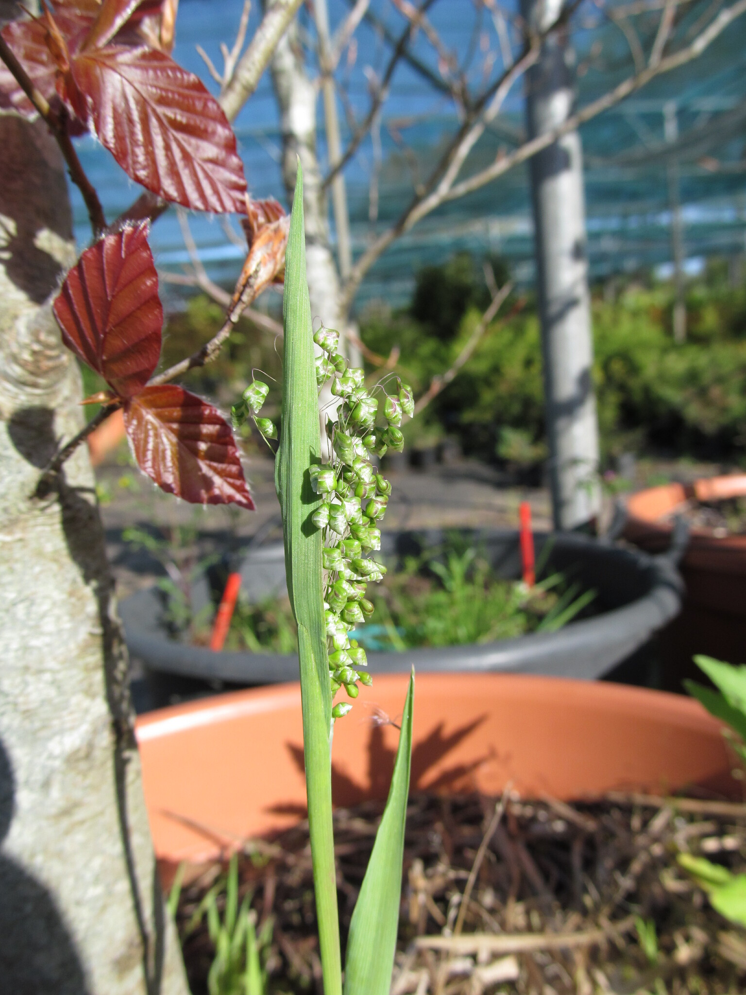Photo of Little quaking-grass (11/12)