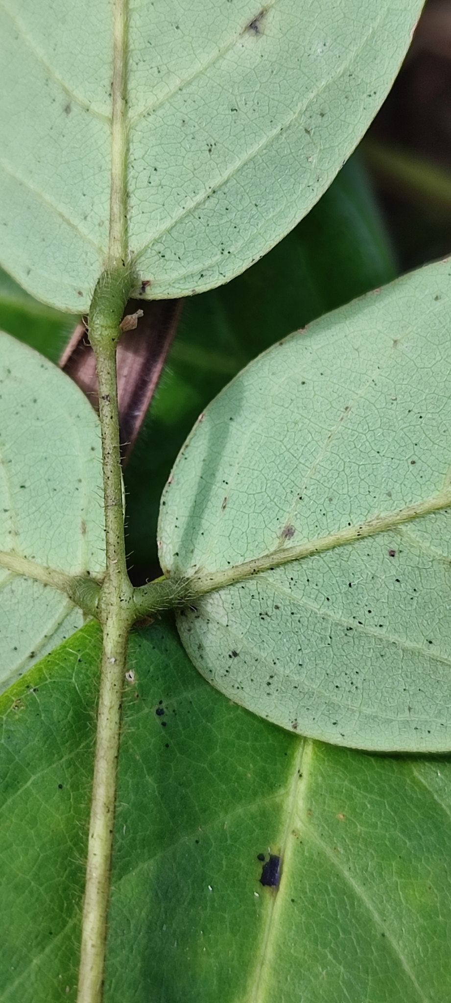 Photo of Clitoria falcata (8/12)