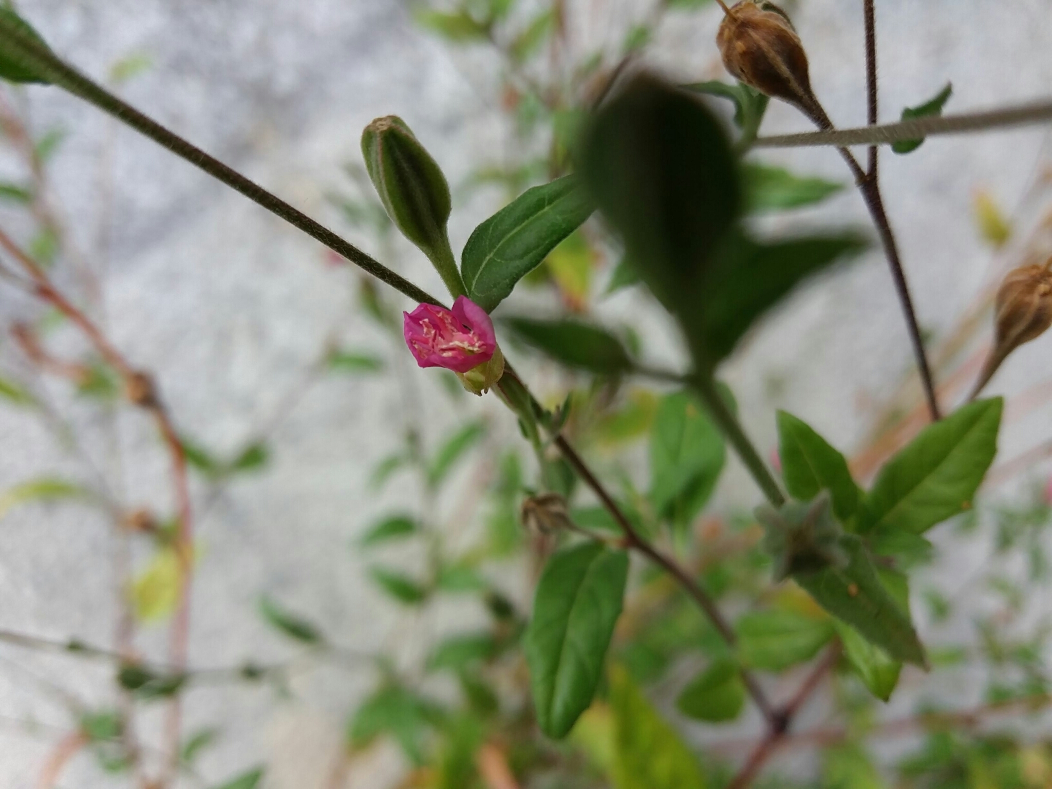 Photo of rose evening primrose (3/7)