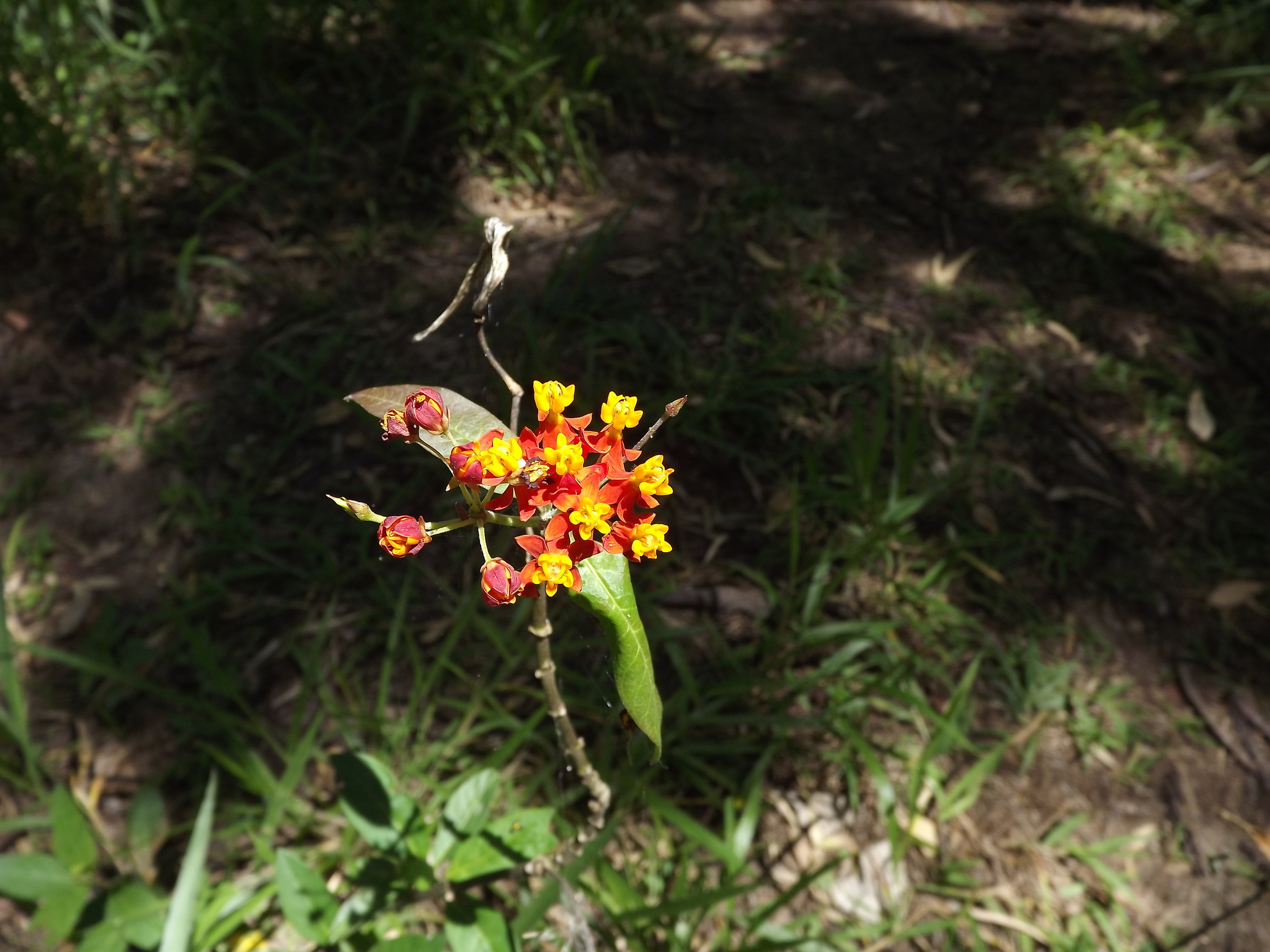 Photo of tropical milkweed (8/9)