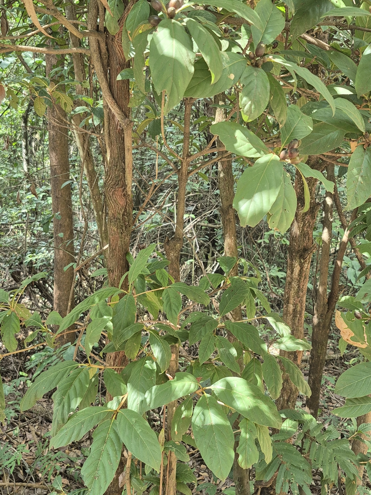 Photo of Amaioua guianensis (3/9)