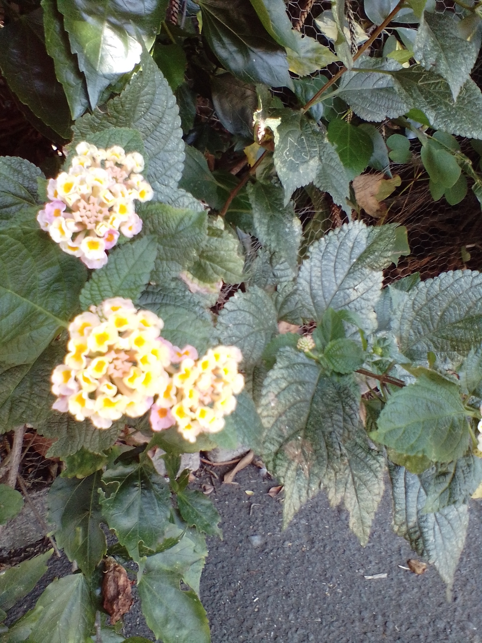 Photo of Ternate Lantana (1/11)
