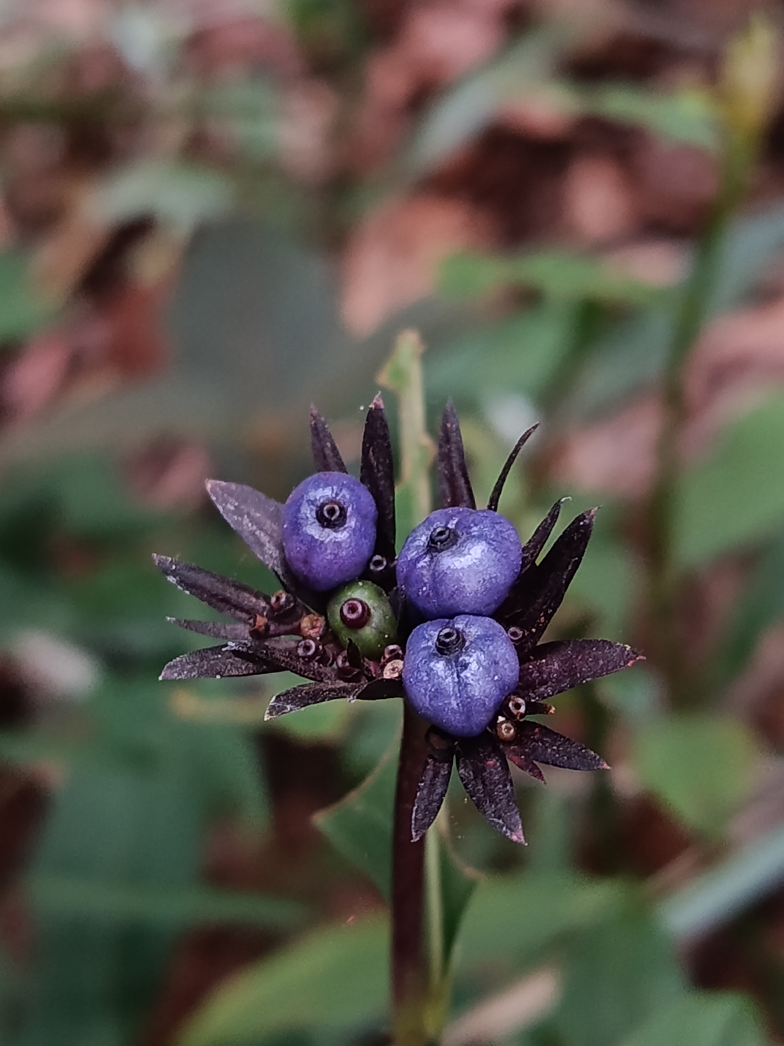 Photo of Plantae (4/6)