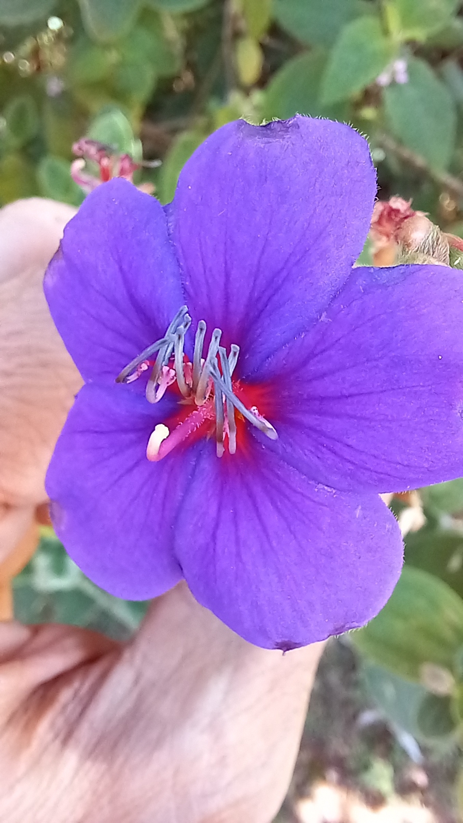 Photo of Tibouchina (1/5)
