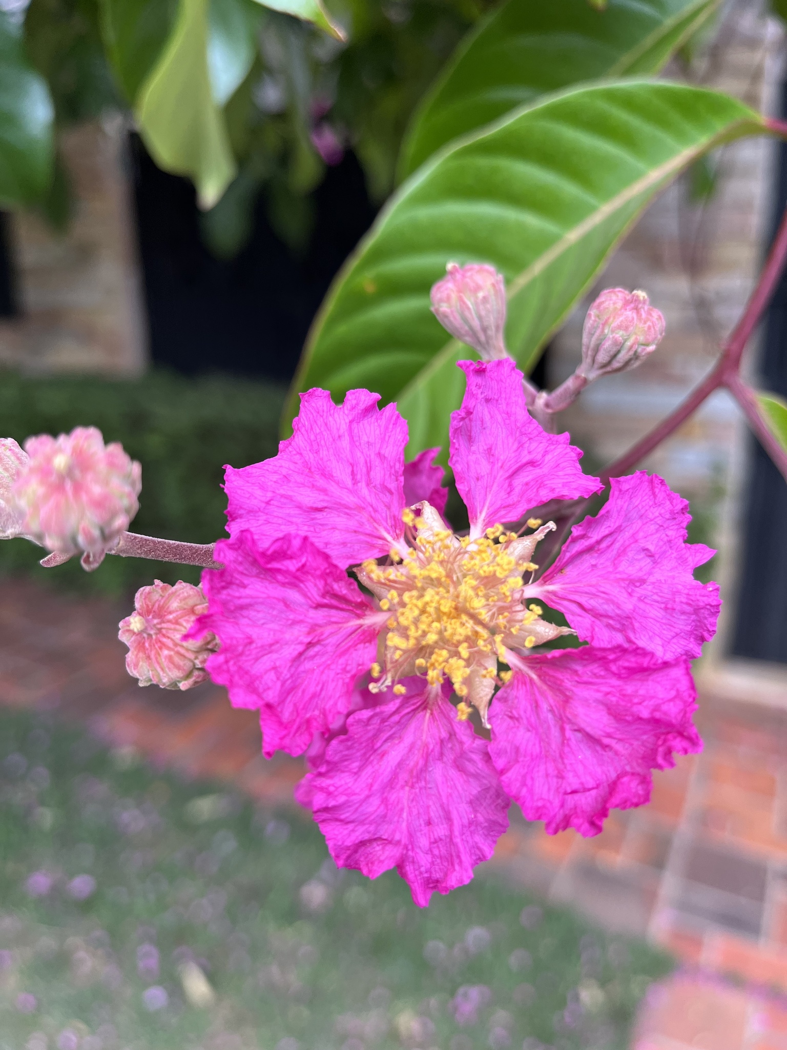 Photo of Giant Crepe-myrtle (3/7)