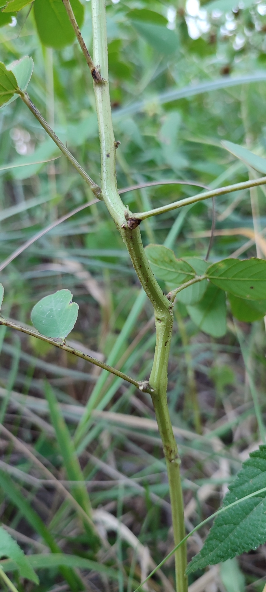 Photo of American Sicklepod (7/12)