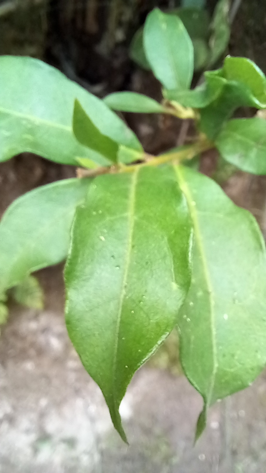 Photo of Brazil raintree (3/8)