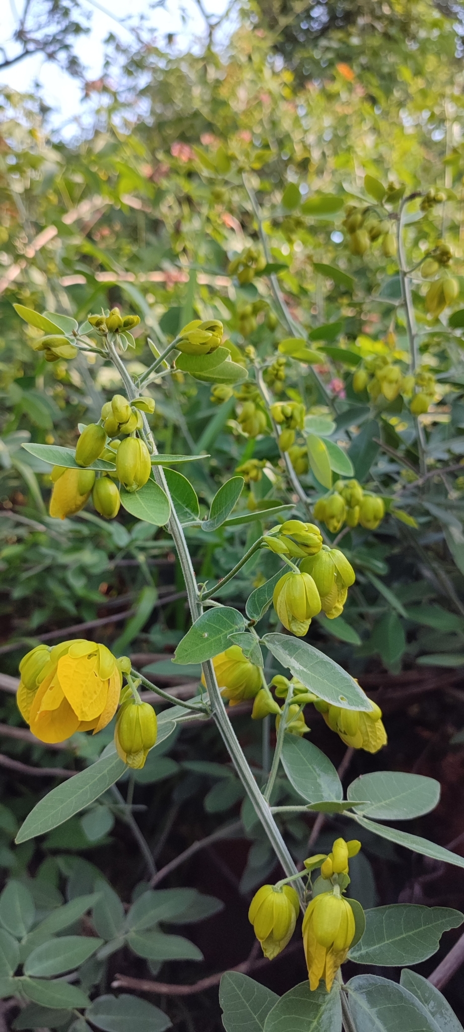 Photo of Senna angulata (2/12)