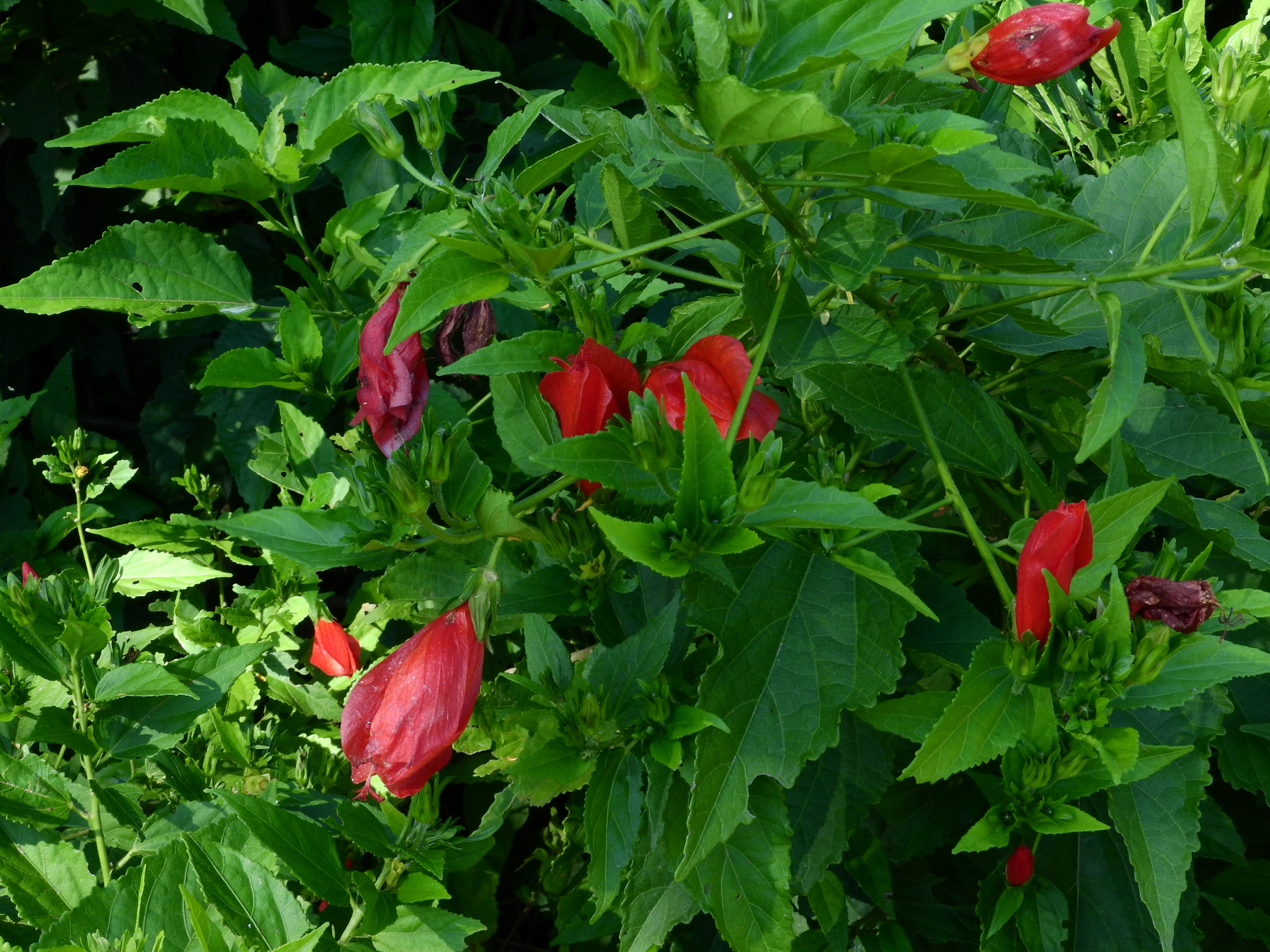 Photo of Sleeping Hibiscus (4/6)