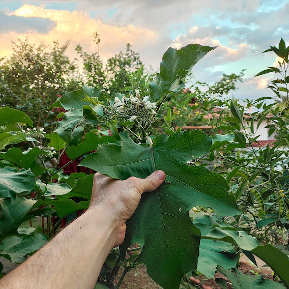 Photo of Turkey Berry (2/7)