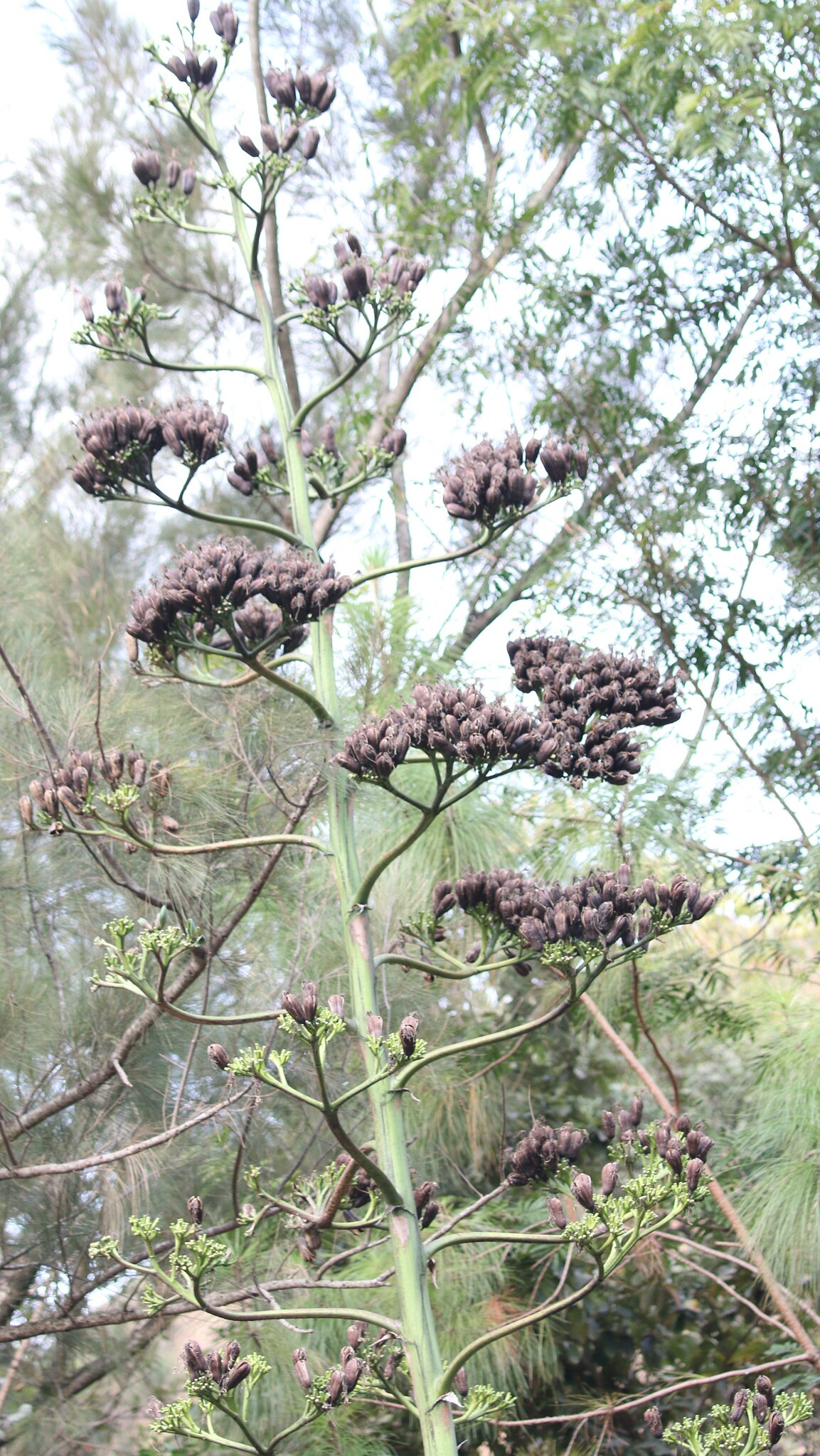 Photo of Agavoideae (3/5)