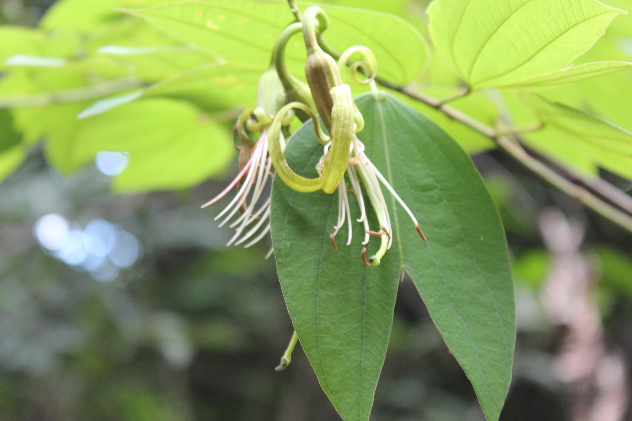 Photo of Bauhinia ungulata (7/9)
