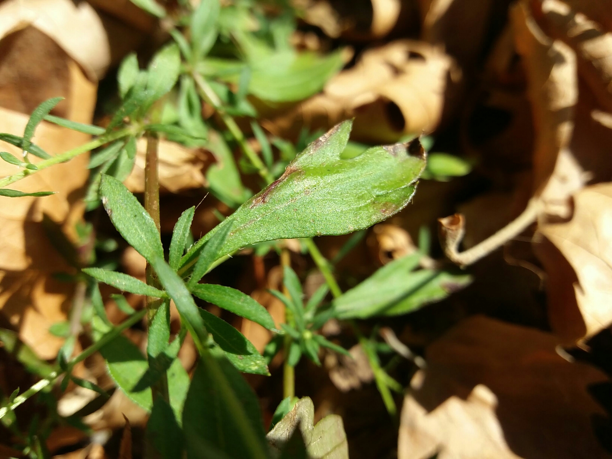 Photo of Mexican Fleabane (4/12)