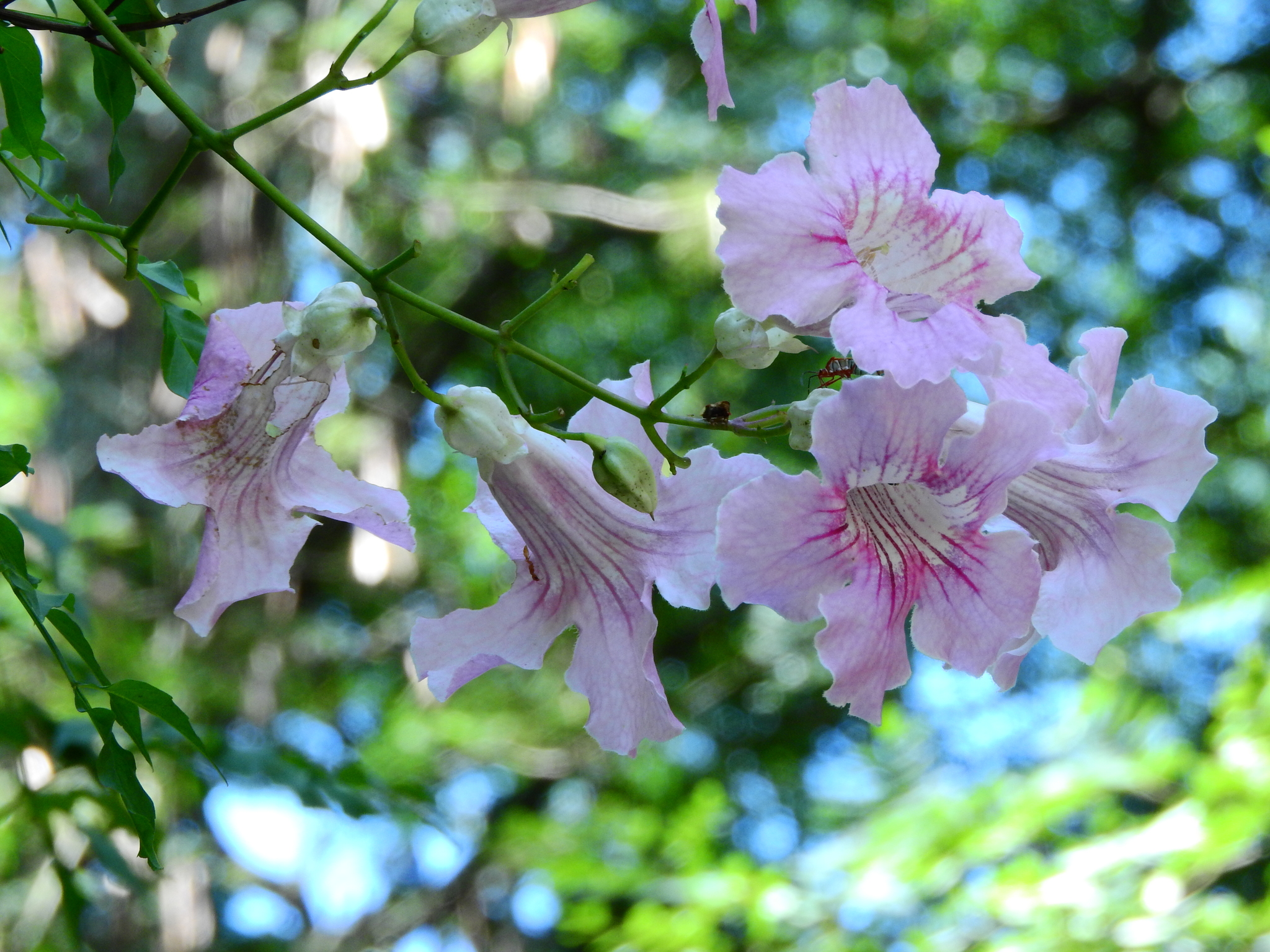 Photo of Pink Trumpet Vine (6/6)