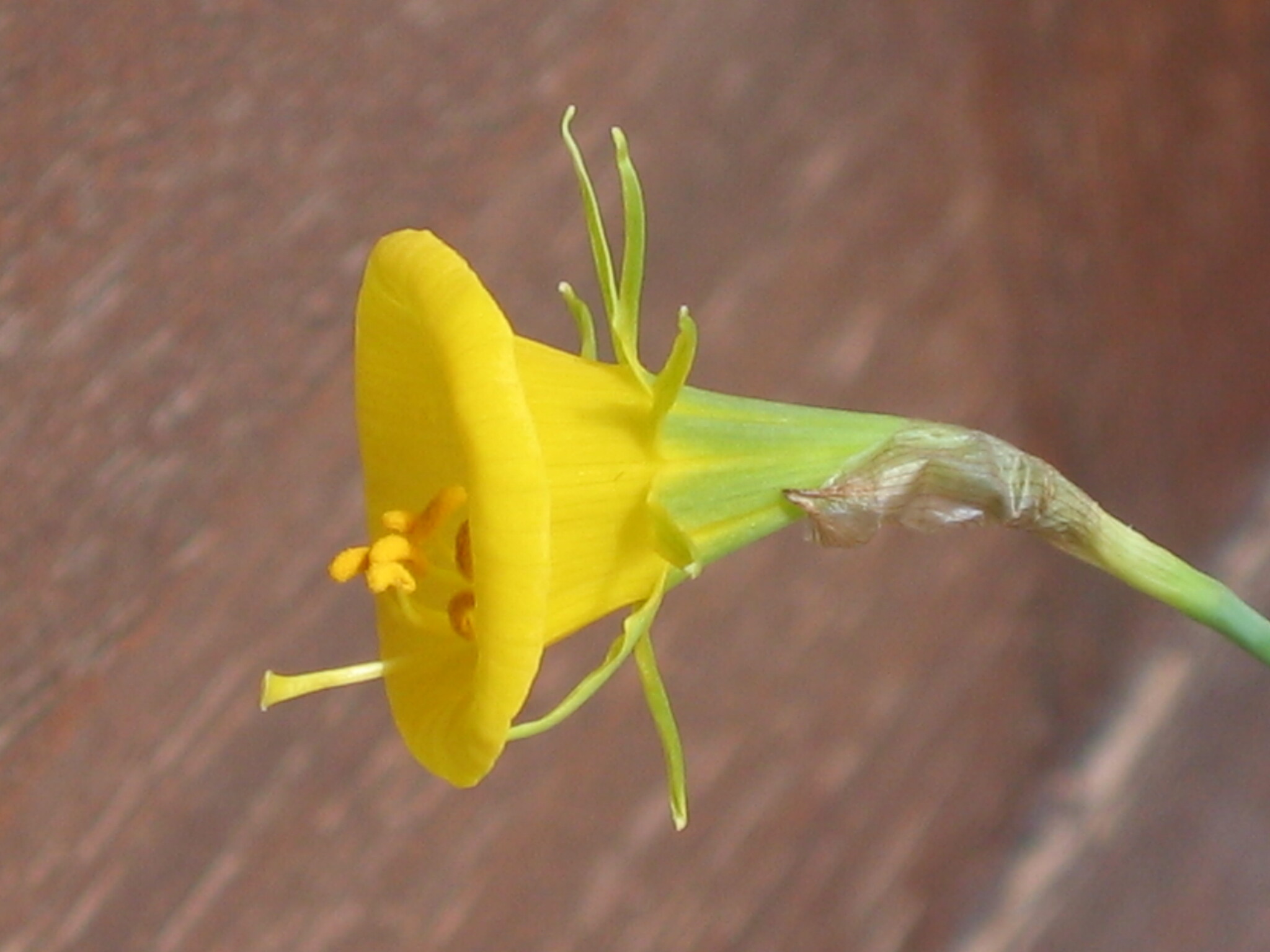 Photo of hoop-petticoat daffodil (6/12)