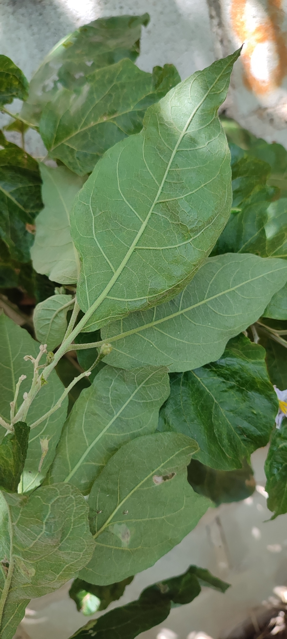 Photo of Solanum paniculatum (12/13)