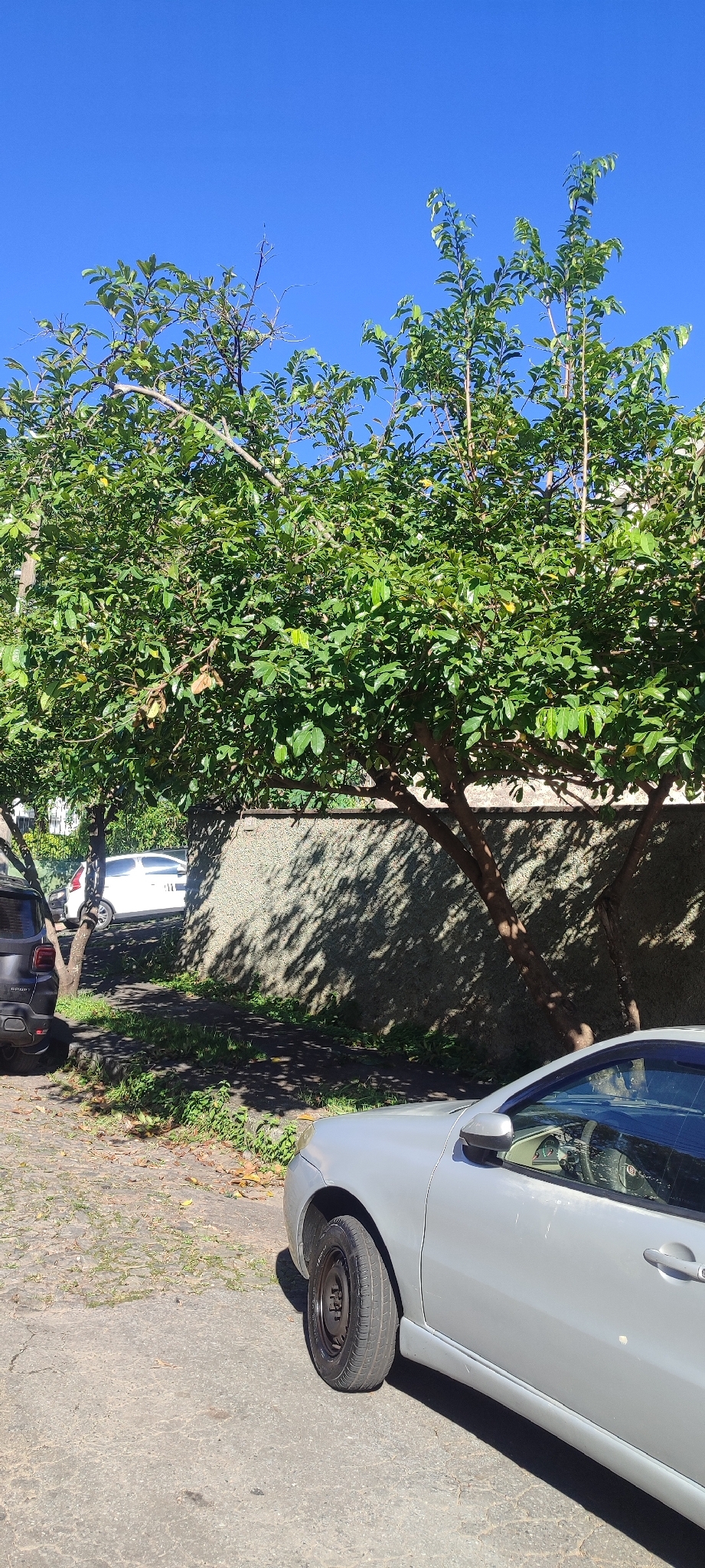 Photo of Soursop (7/11)