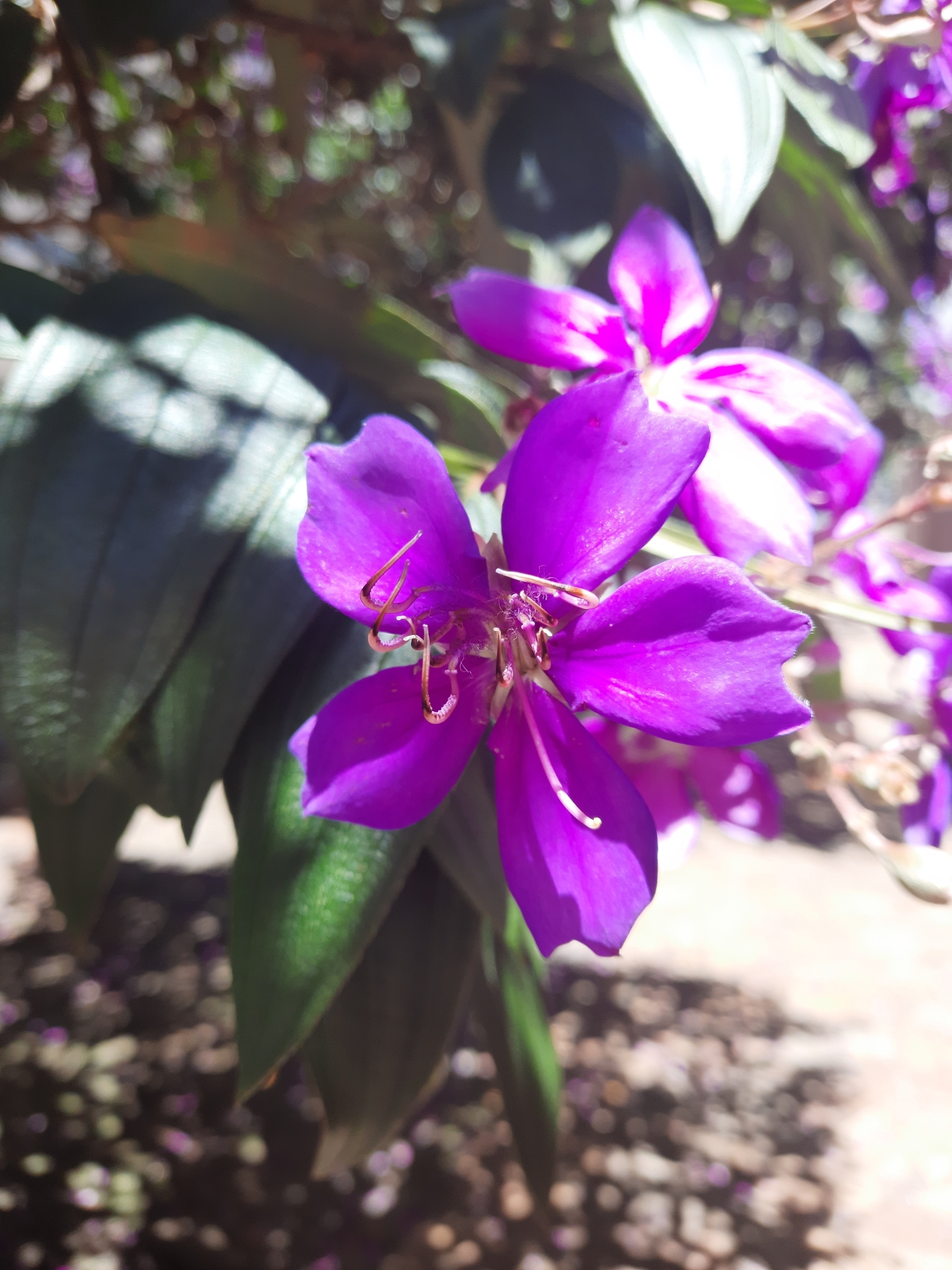 Photo of Glory Bush Tree (10/12)