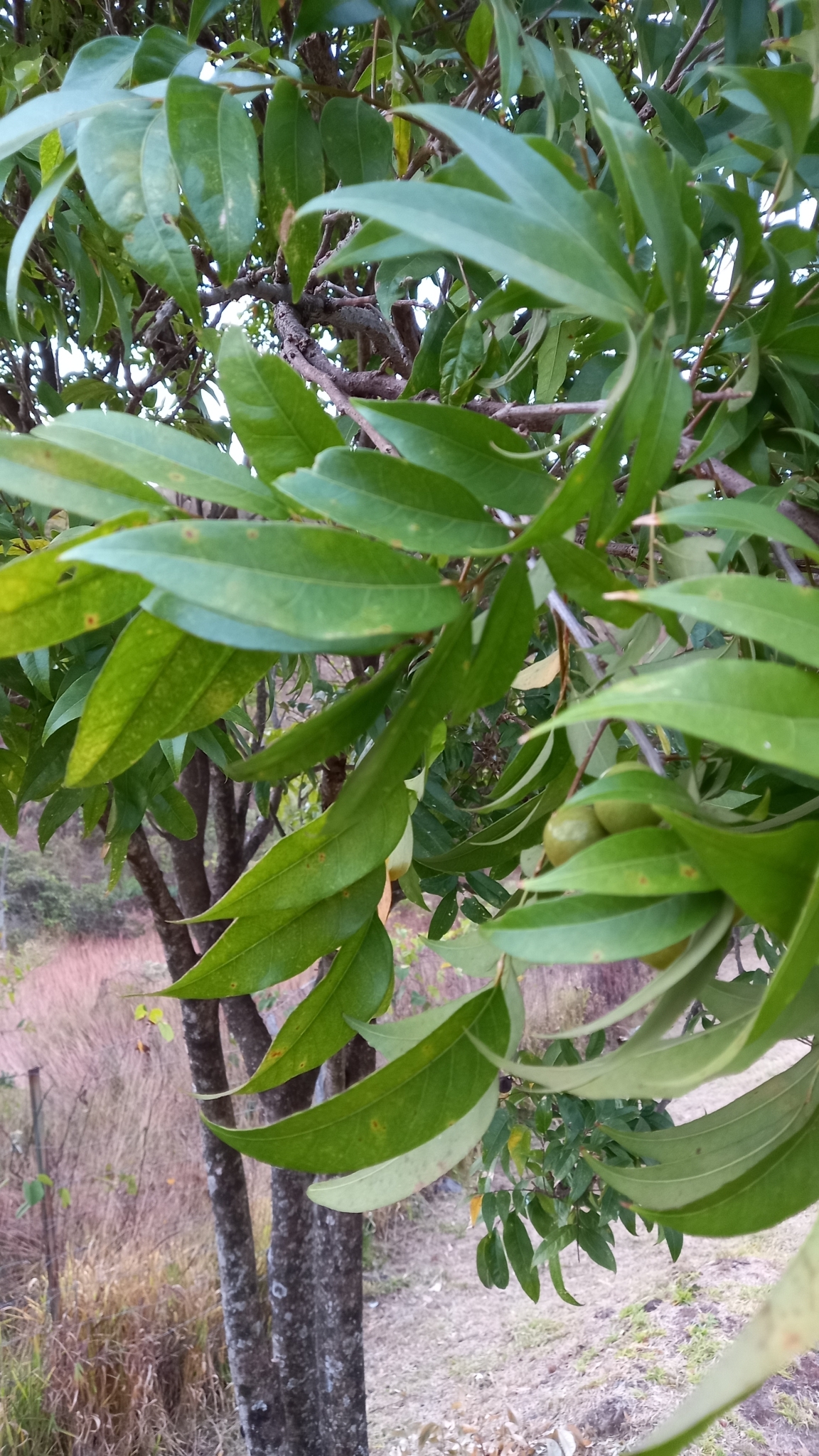 Photo of Magnoliopsida (5/5)