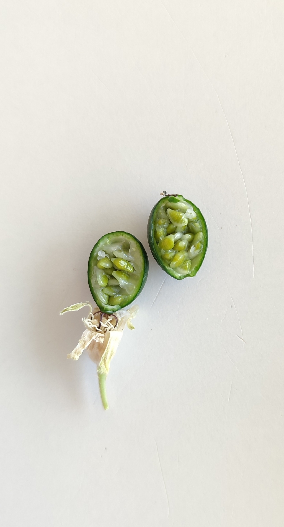 Photo of Passiflora pohlii (6/12)