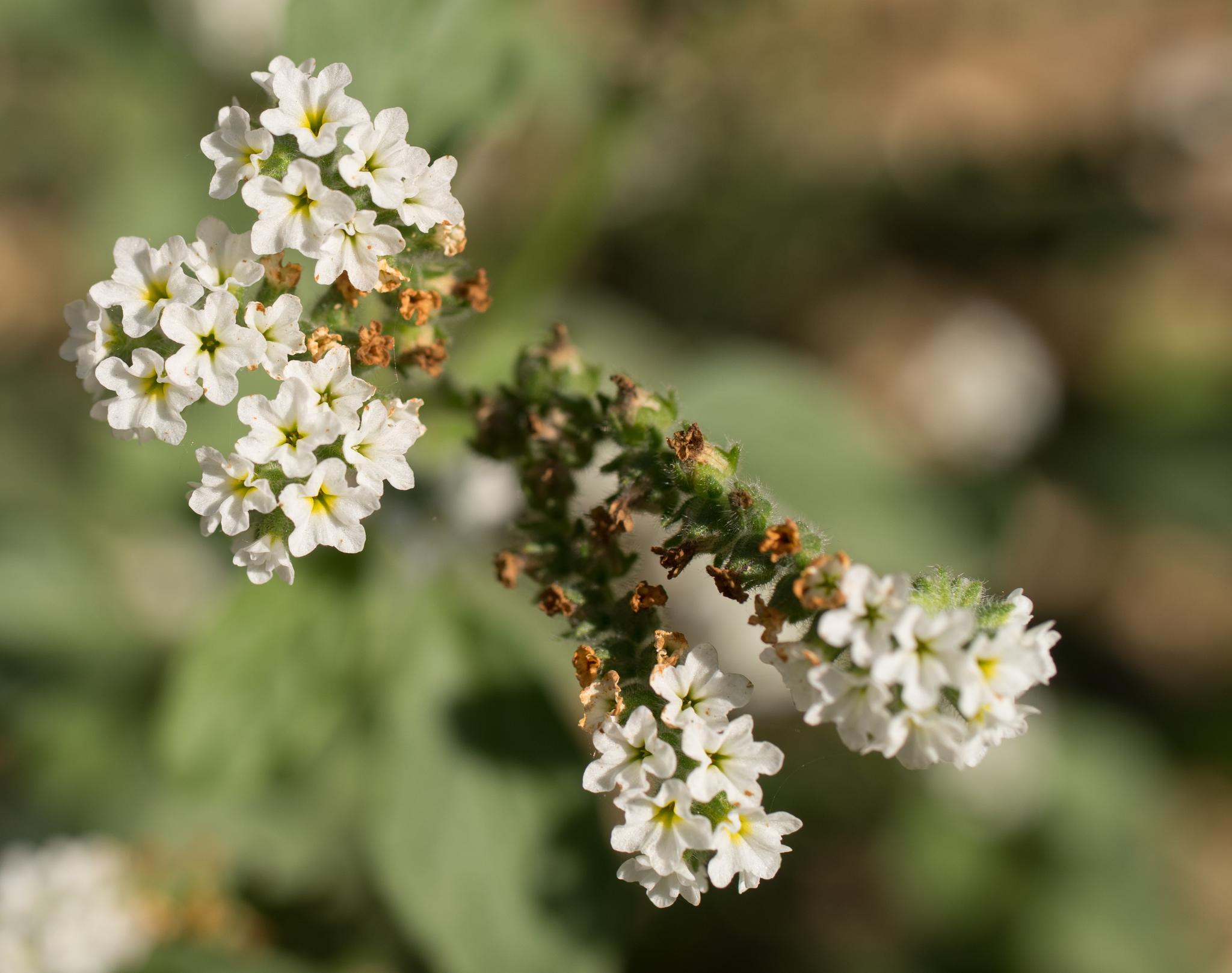 Photo of European heliotrope (11/12)