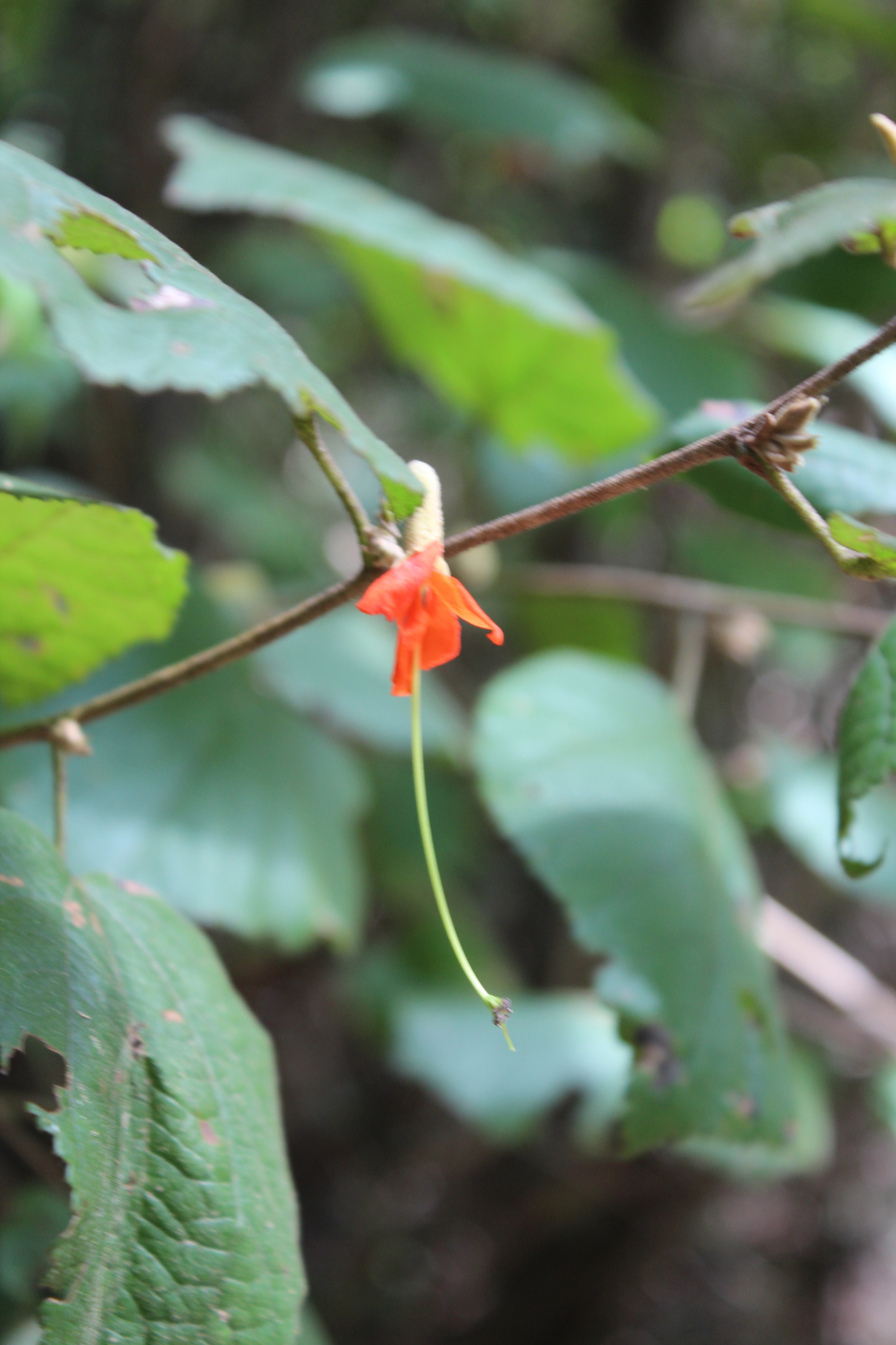 Photo of Angiospermae (3/6)