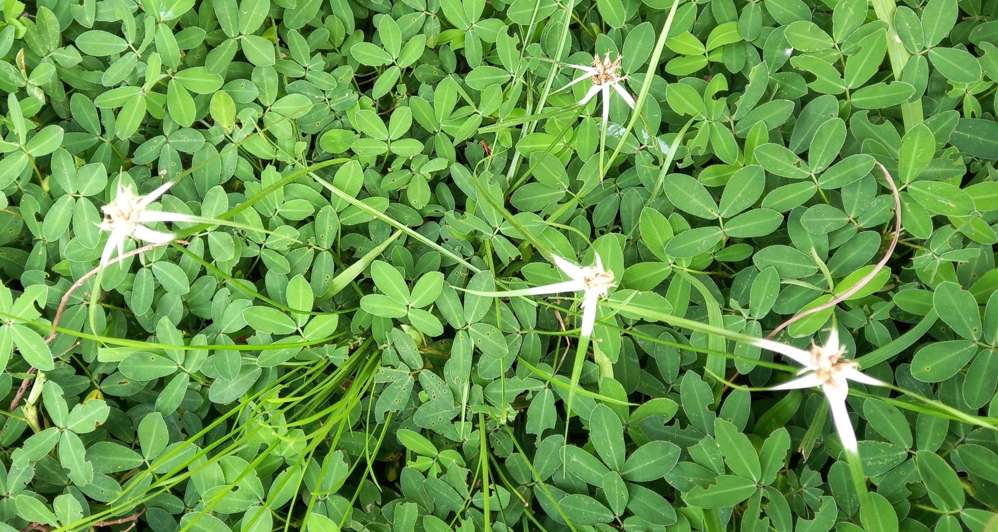 Photo of yerba de estrella (2/11)