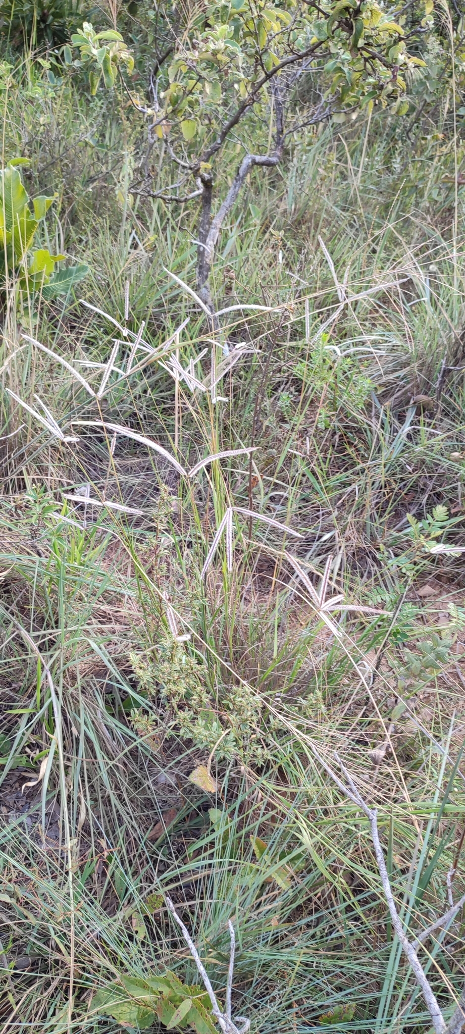 Photo of Paspalum eucomum (6/12)