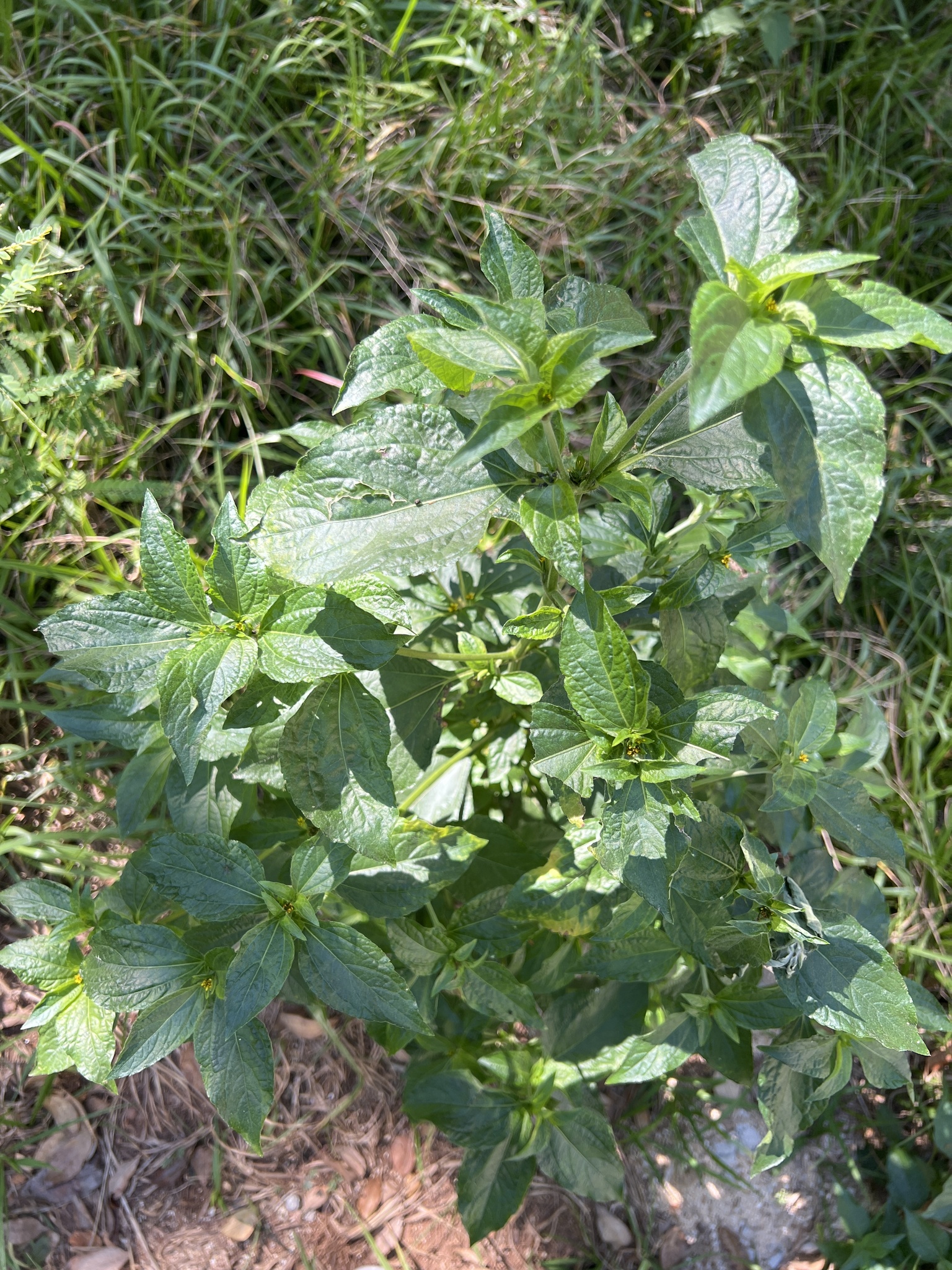 Photo of Nodeweed (2/12)