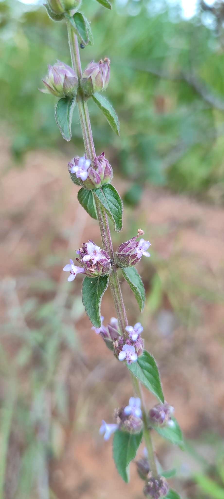 Photo of Oocephalus oppositiflorus (4/12)