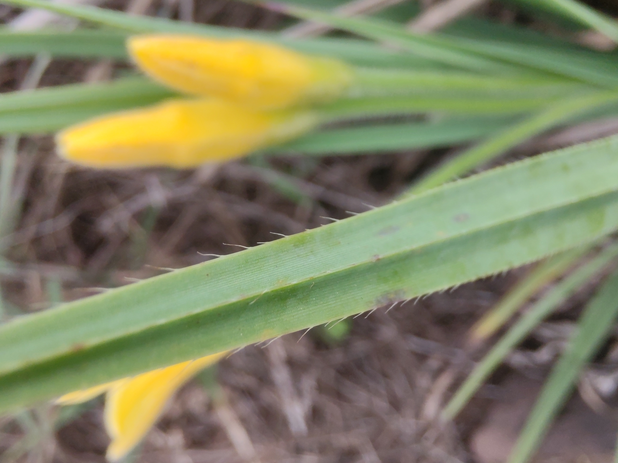 Photo of Barbacenia (4/7)