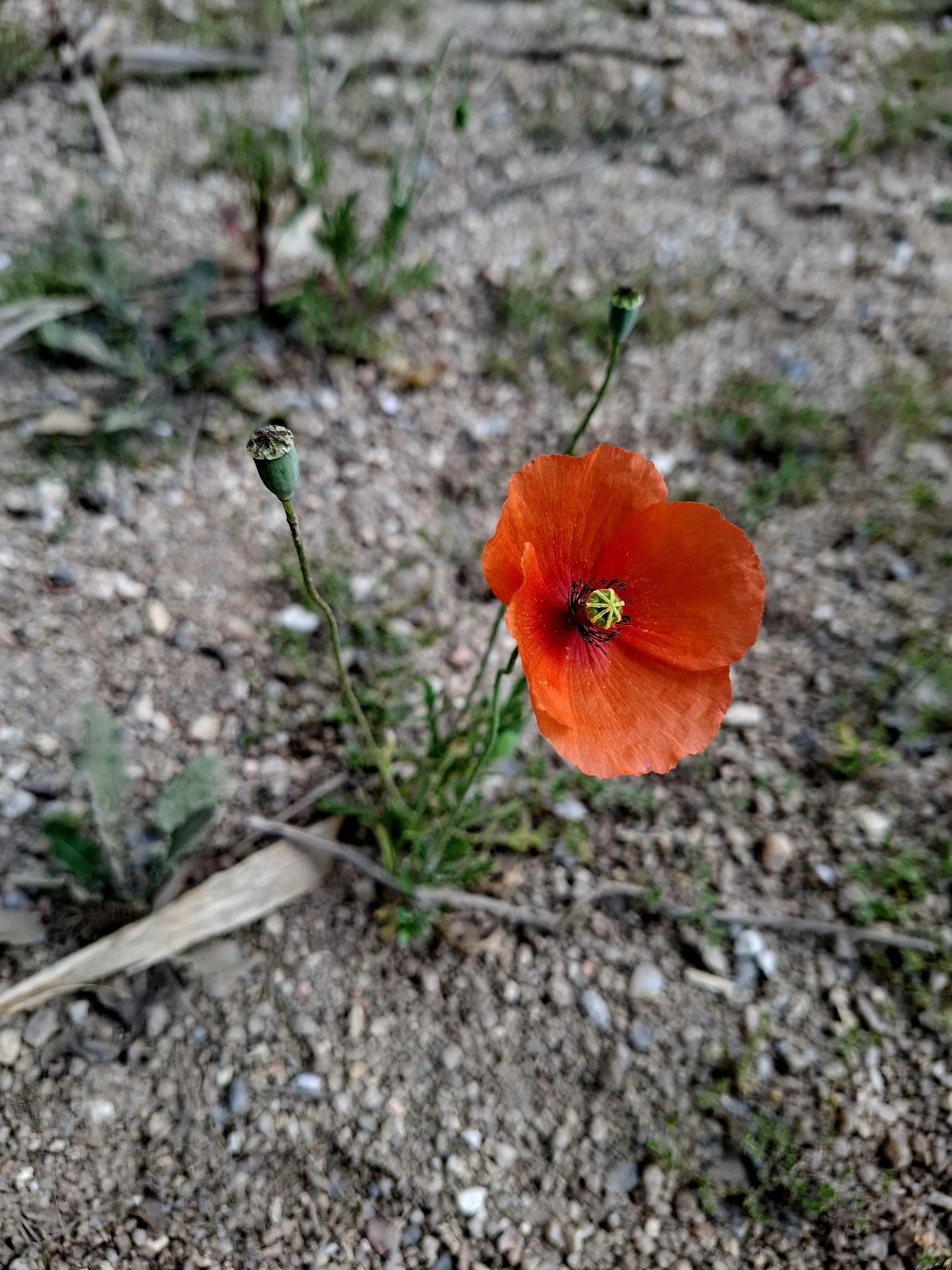 Photo of common poppy (3/12)