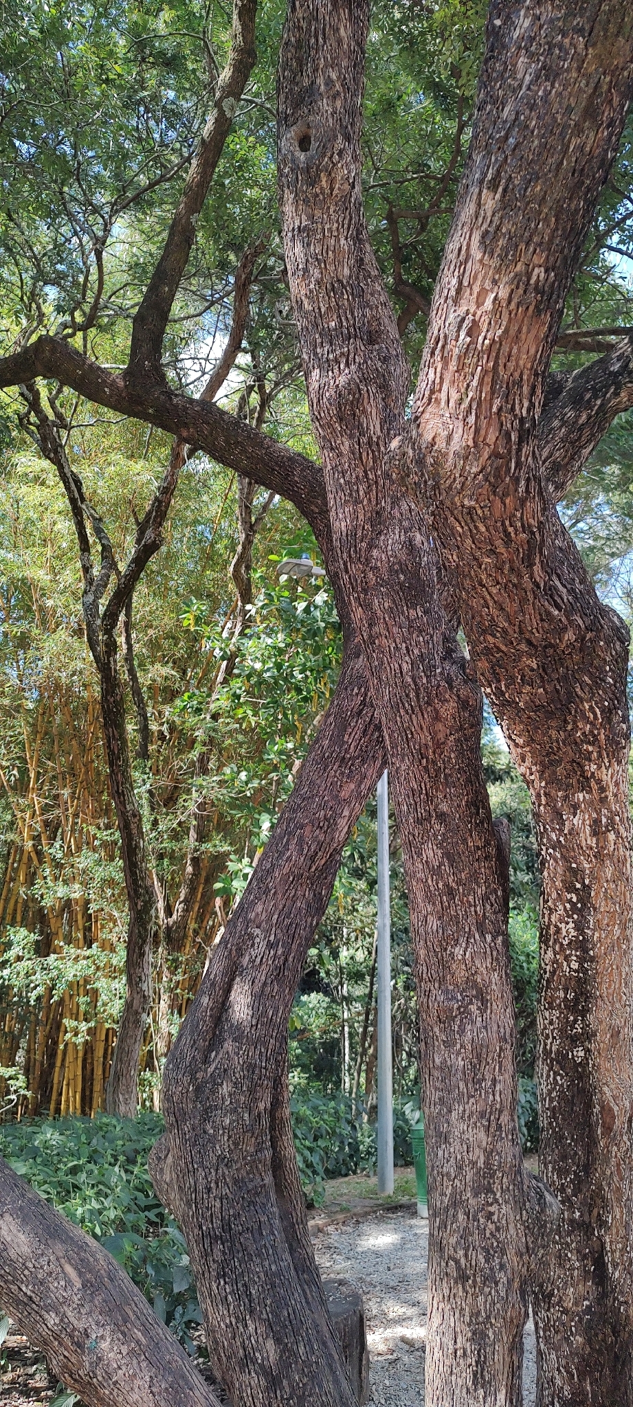Photo of Chrysophyllum marginatum (2/12)