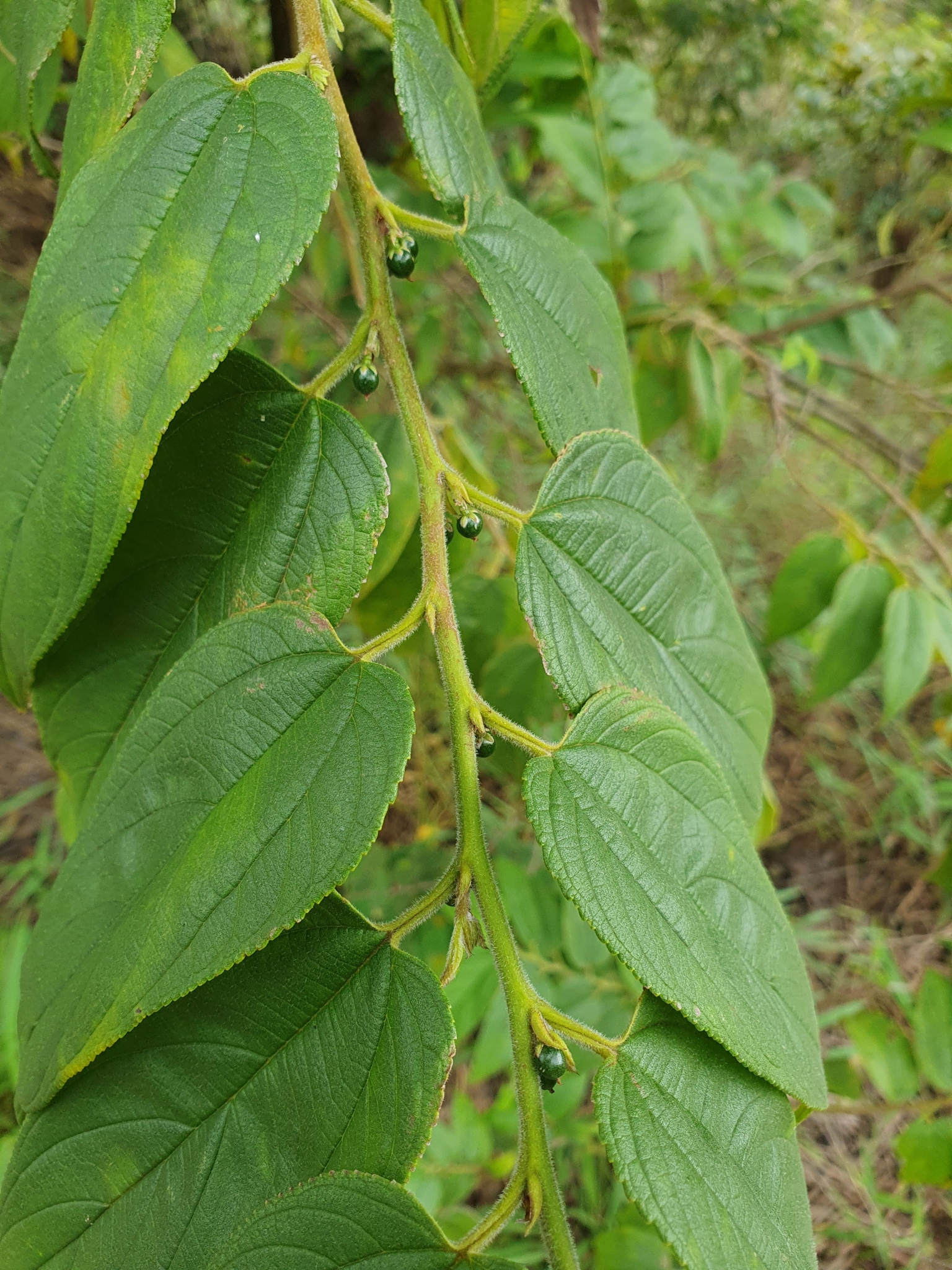 Photo of Nettletree (11/12)