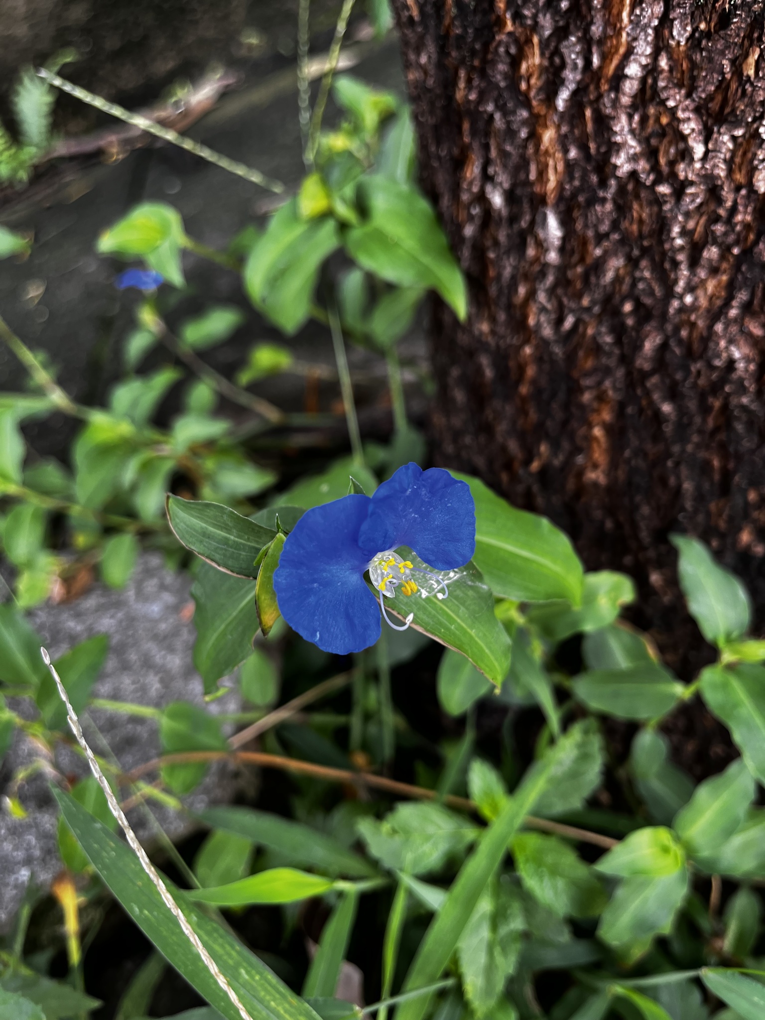 Photo of whitemouth dayflower (3/12)