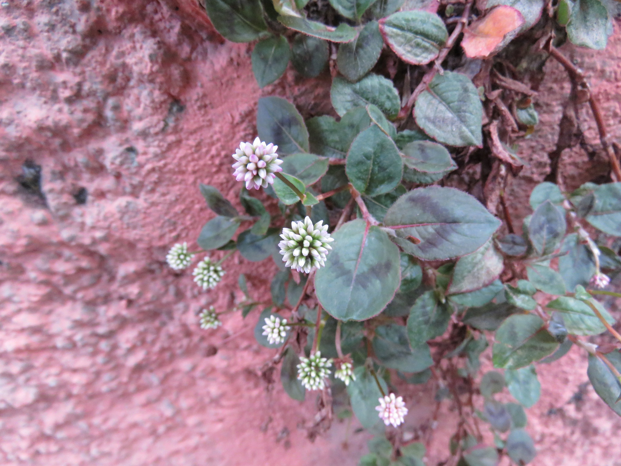 Photo of pink knotweed (7/8)