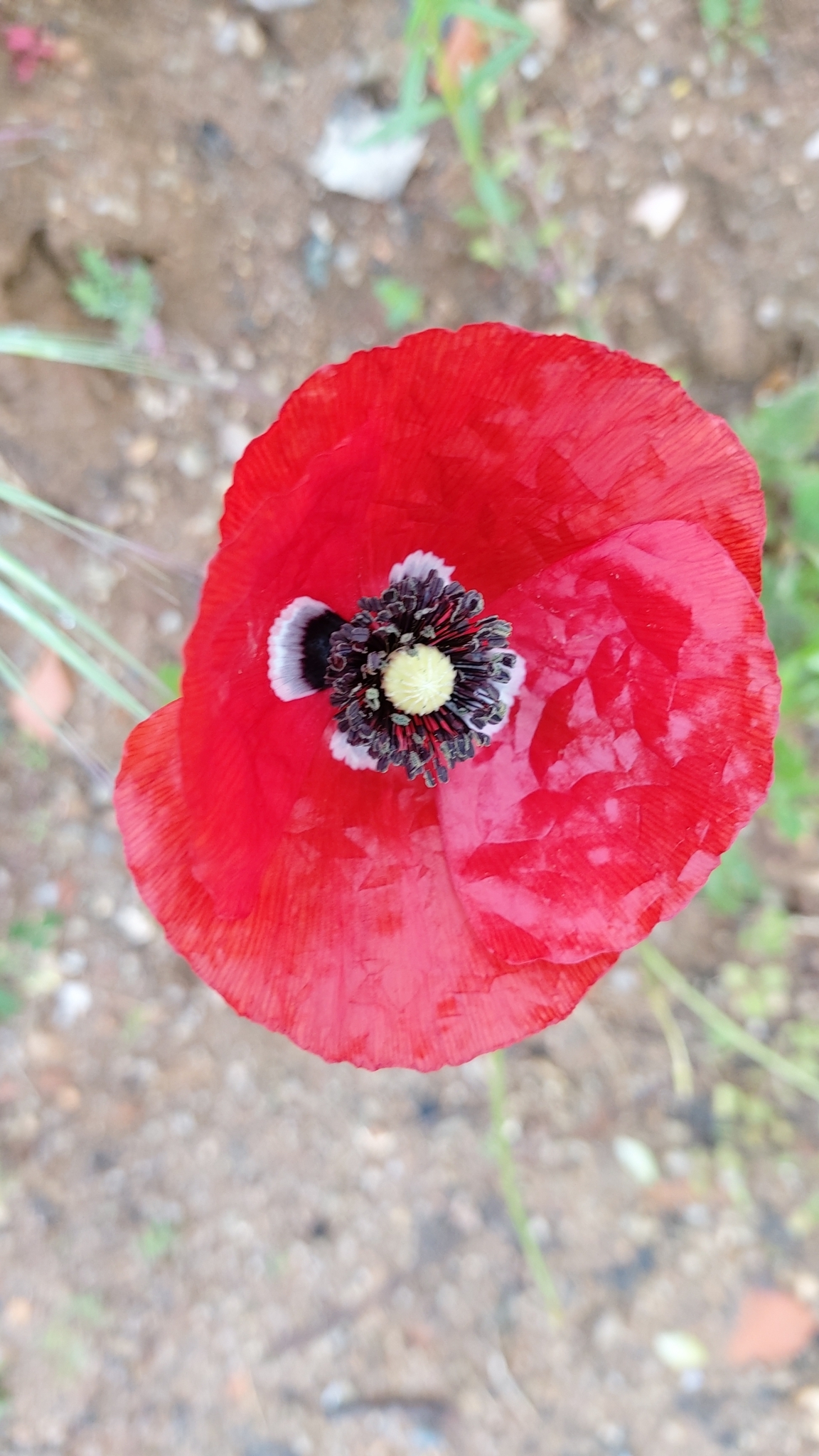 Photo of common poppy (12/12)