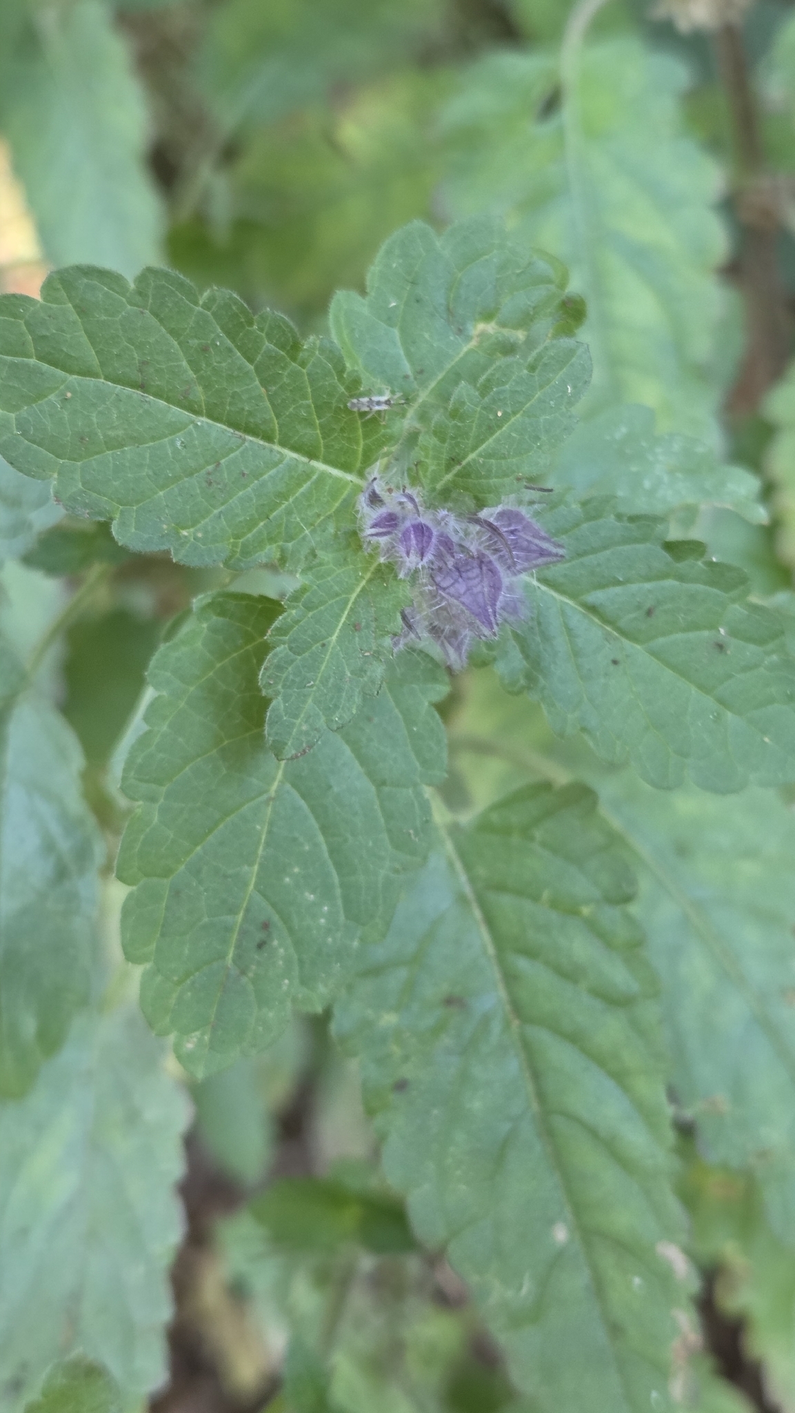 Photo of Plantae (5/8)